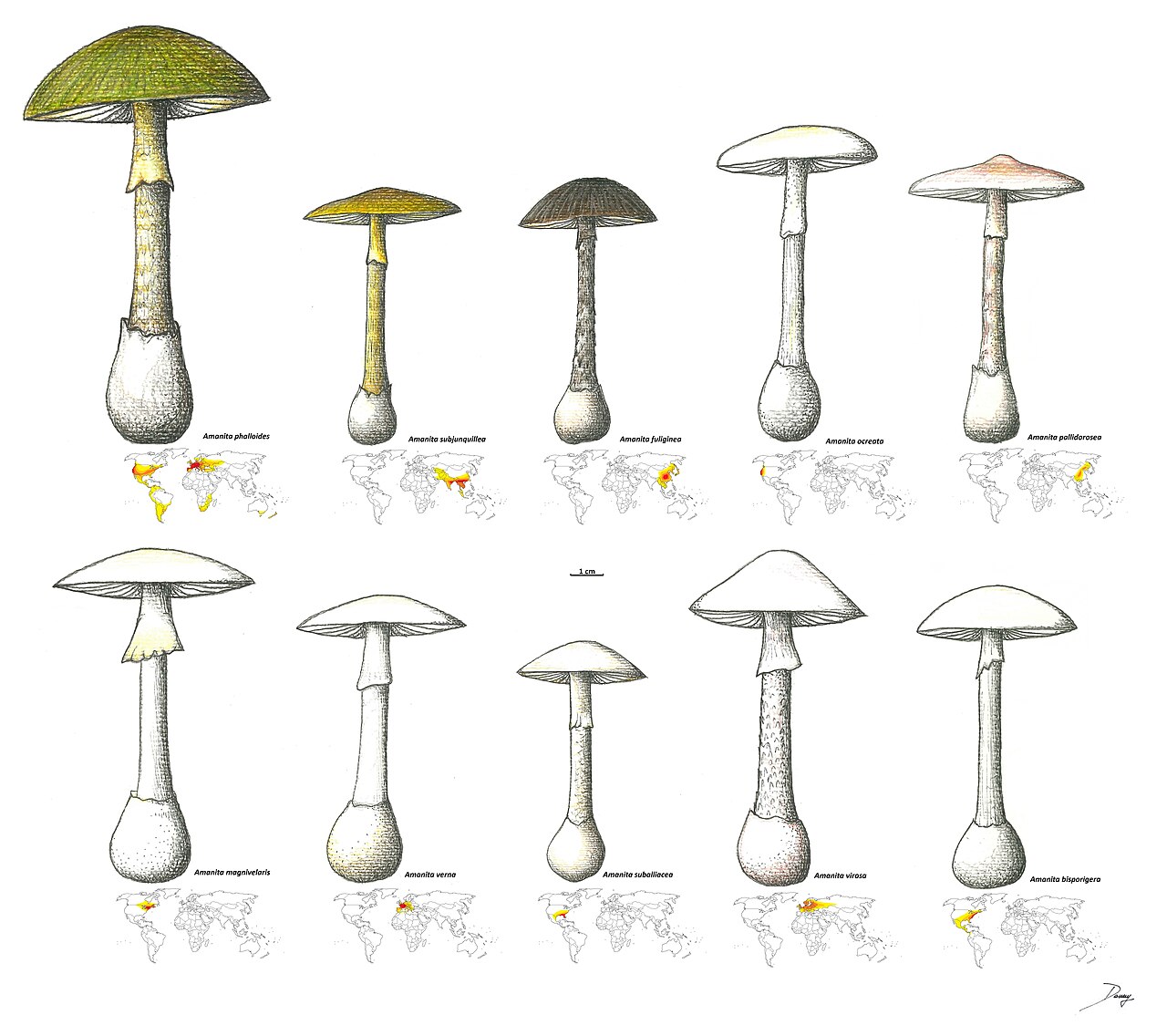 Group of Death Cap mushrooms at various growth stages in woodland