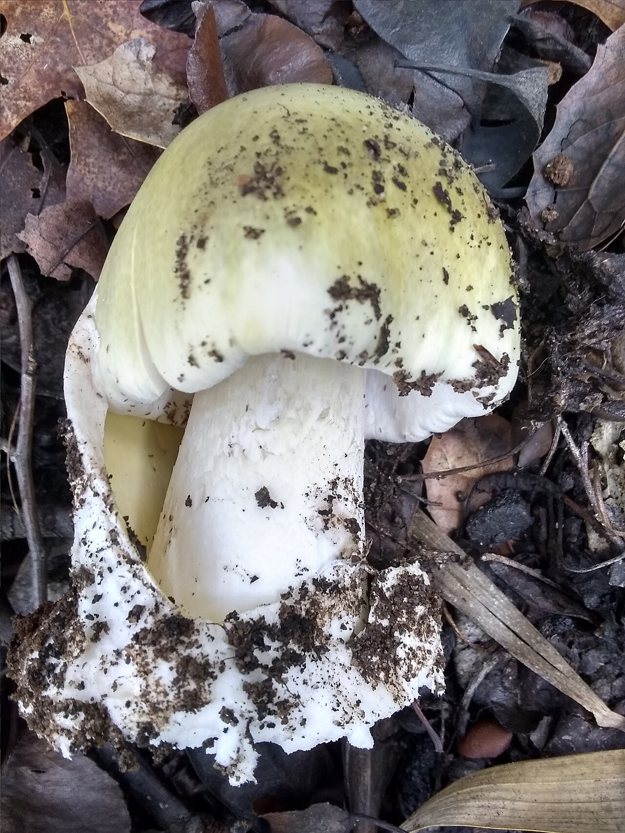 Young Death Cap mushroom with pale greenish cap emerging from volva