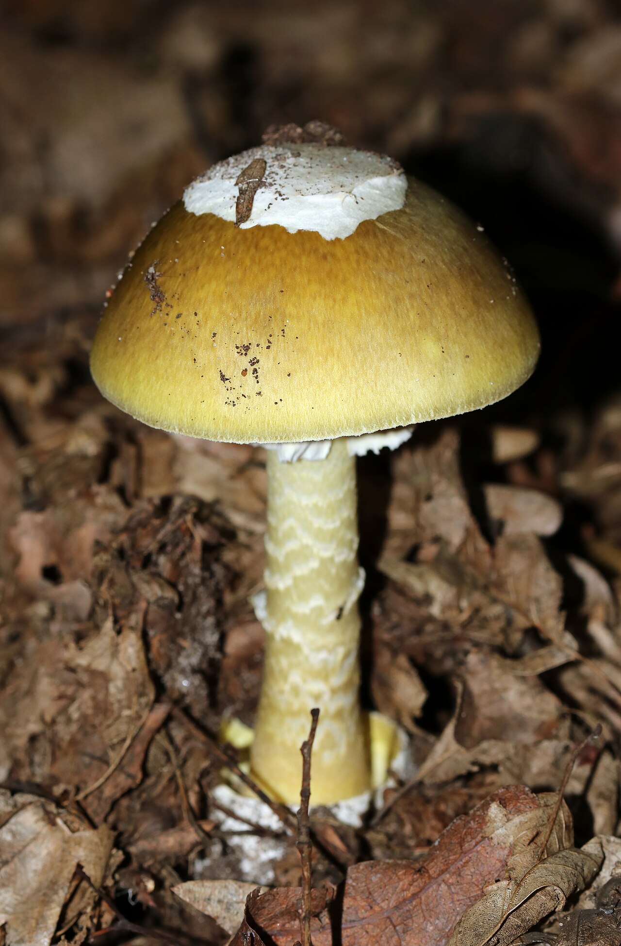 Death Cap mushroom fruiting body on forest floor among fallen leaves