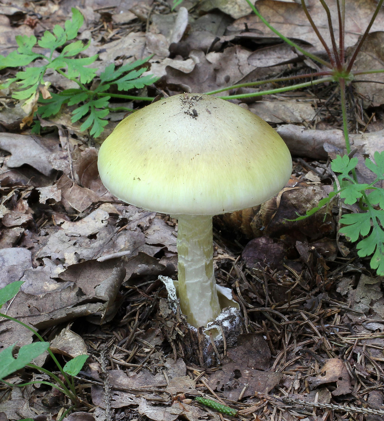 Death Cap cap detail
