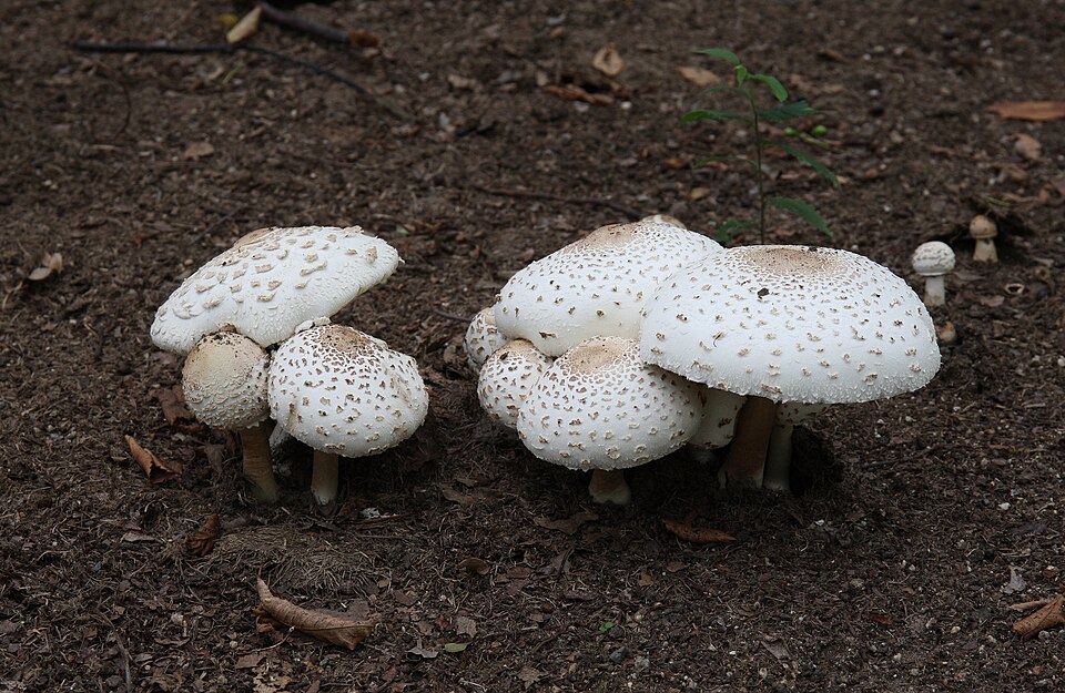 Green-spored Parasol (Chlorophyllum molybdites)