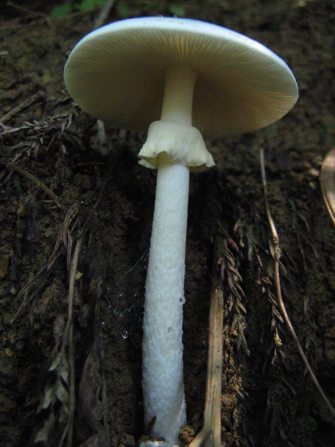 Amanita virosa fruiting body in natural forest habitat showing classic white form