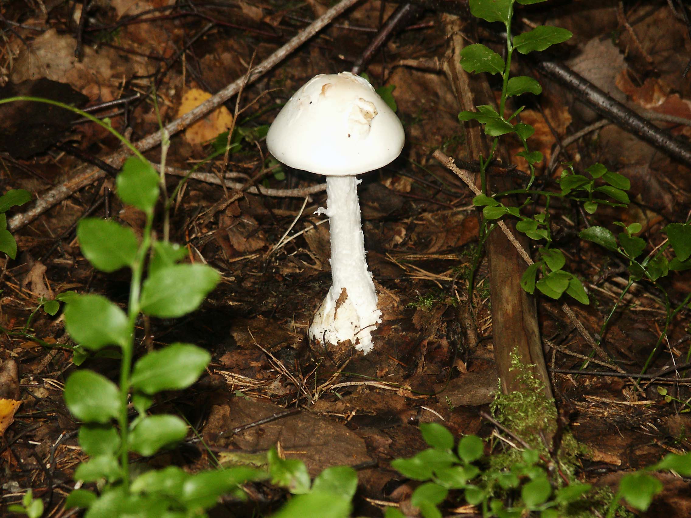 Mature Destroying Angel with flattened white cap in woodland setting