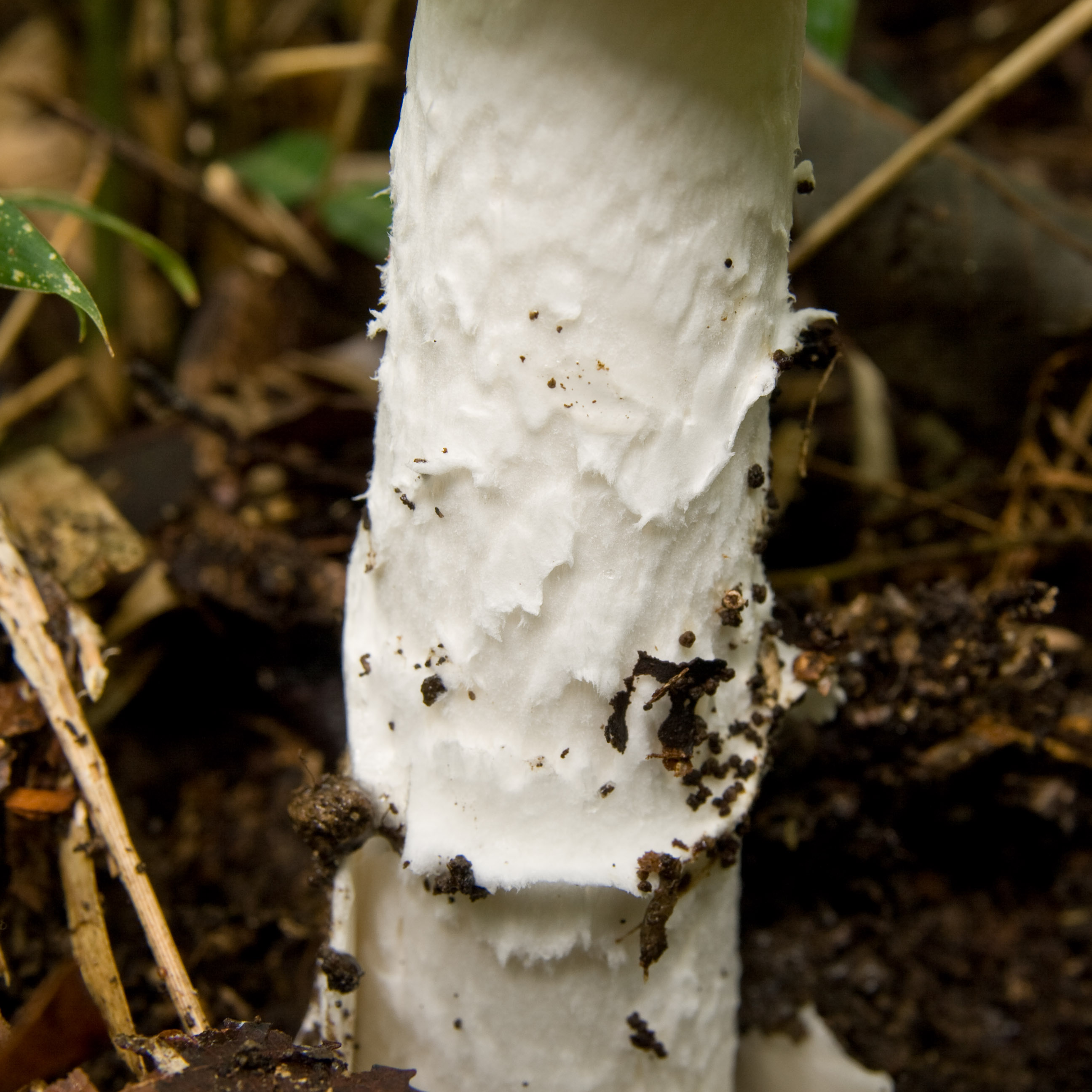 Young Amanita virosa specimen showing egg-shaped cap before opening