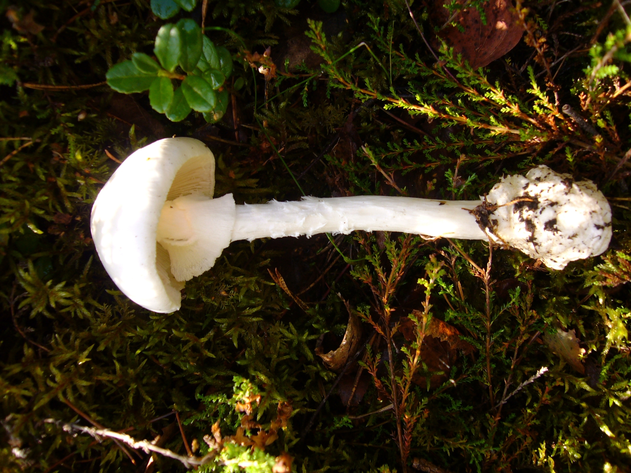 Group of Destroying Angel mushrooms growing together in deciduous forest
