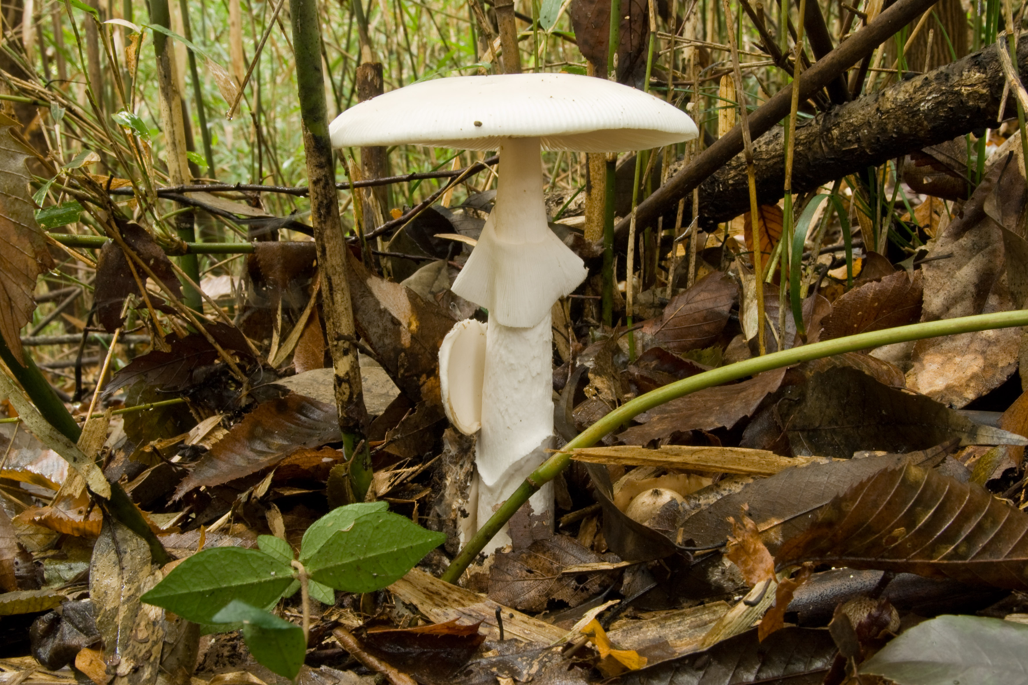 Destroying Angel gills detail