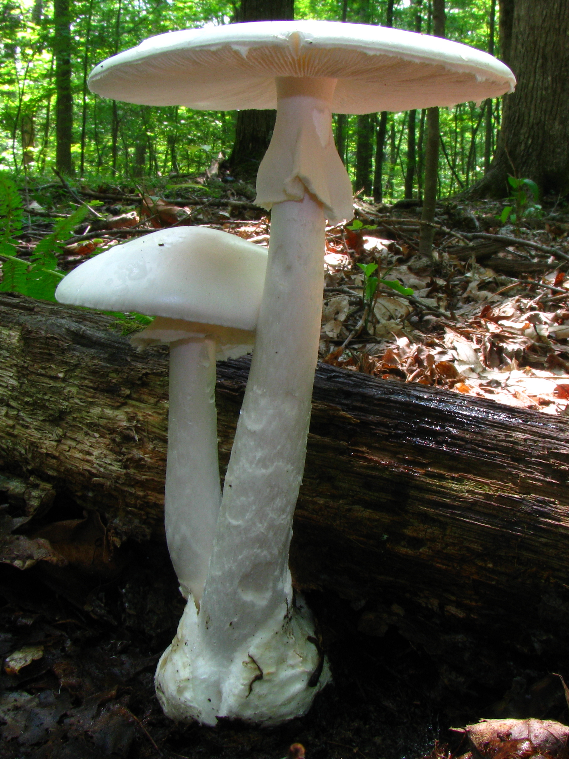 Eastern North American Destroying Angel (Amanita bisporigera)