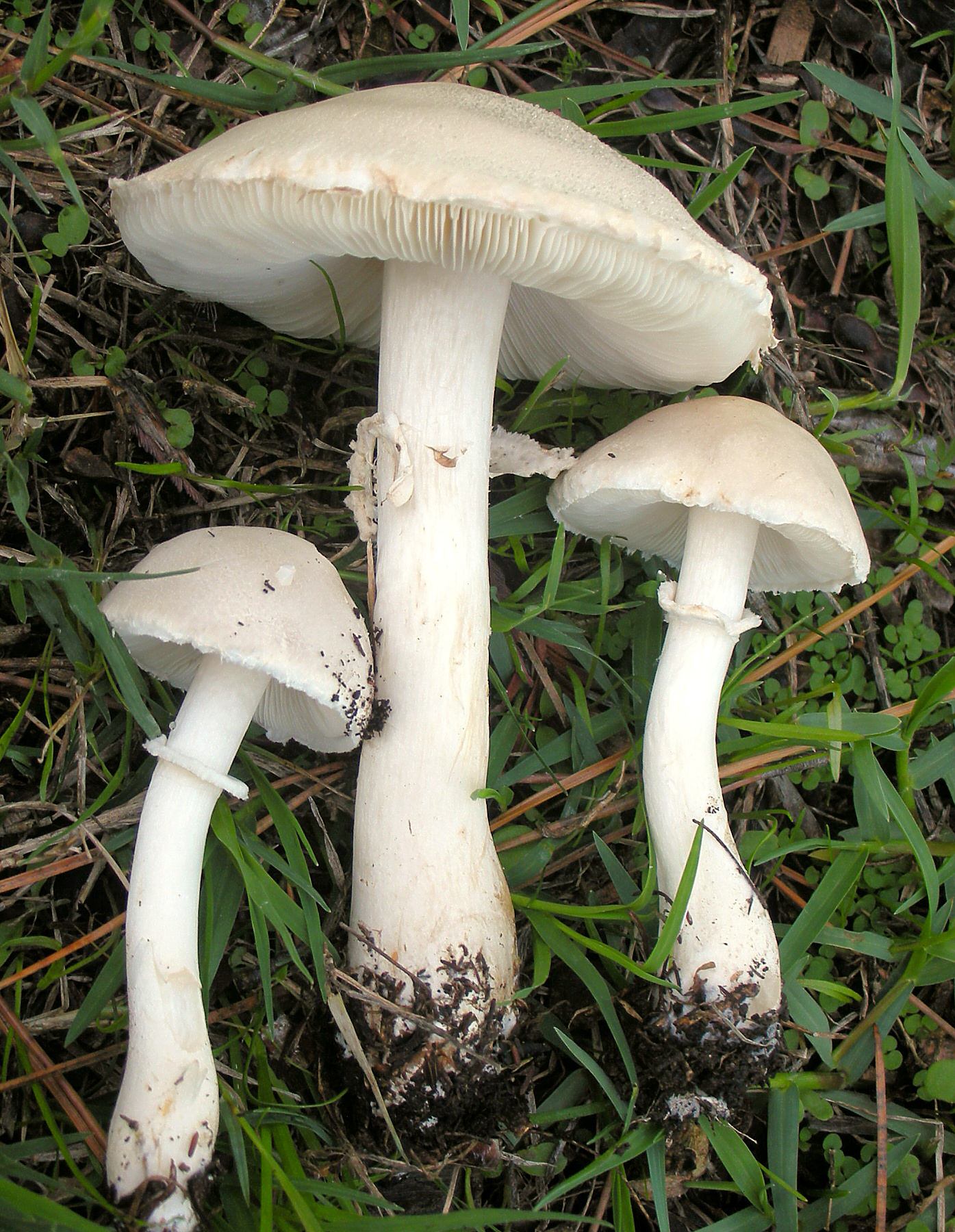 White Dapperling (Leucoagaricus leucothites)