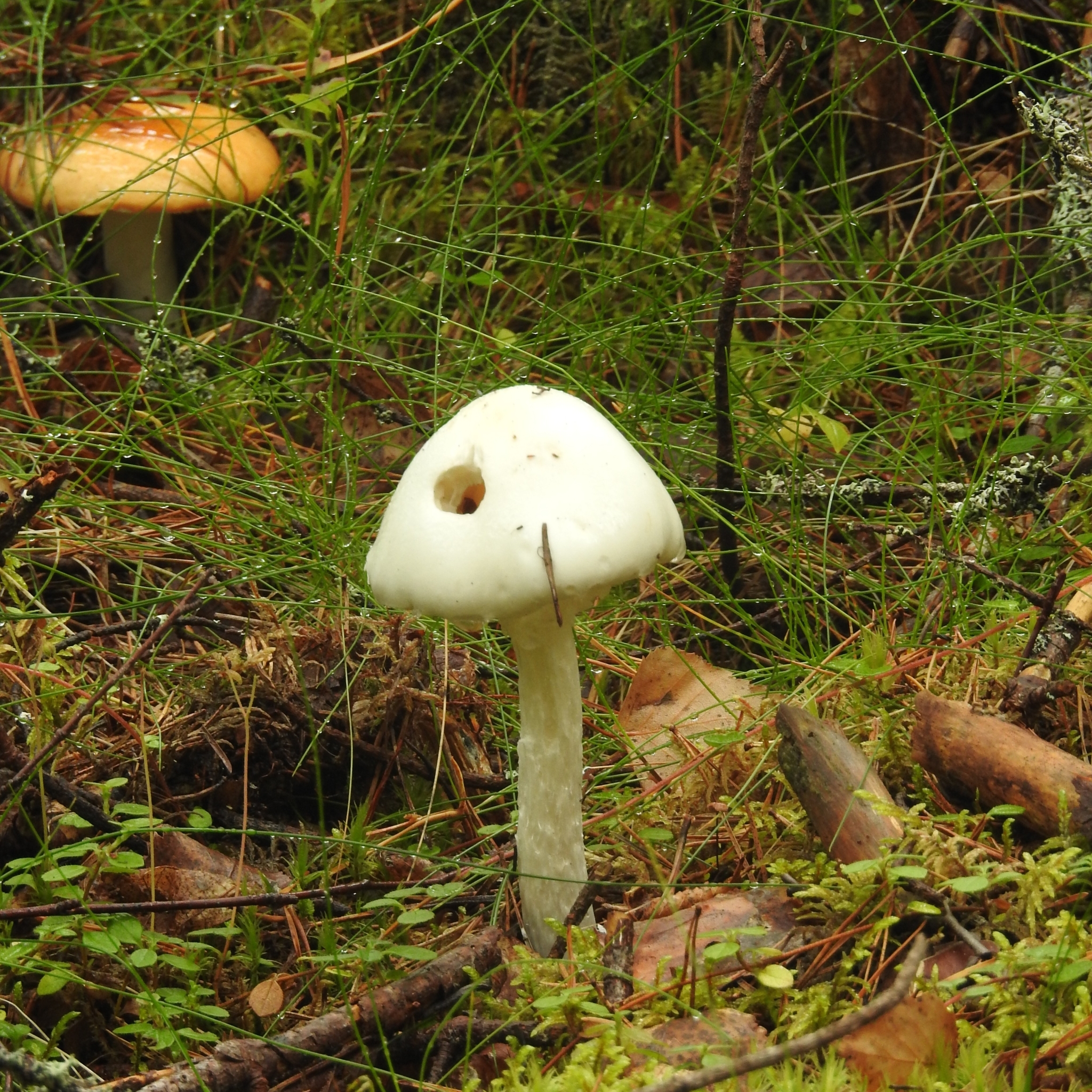 Destroying Angel stem and base detail