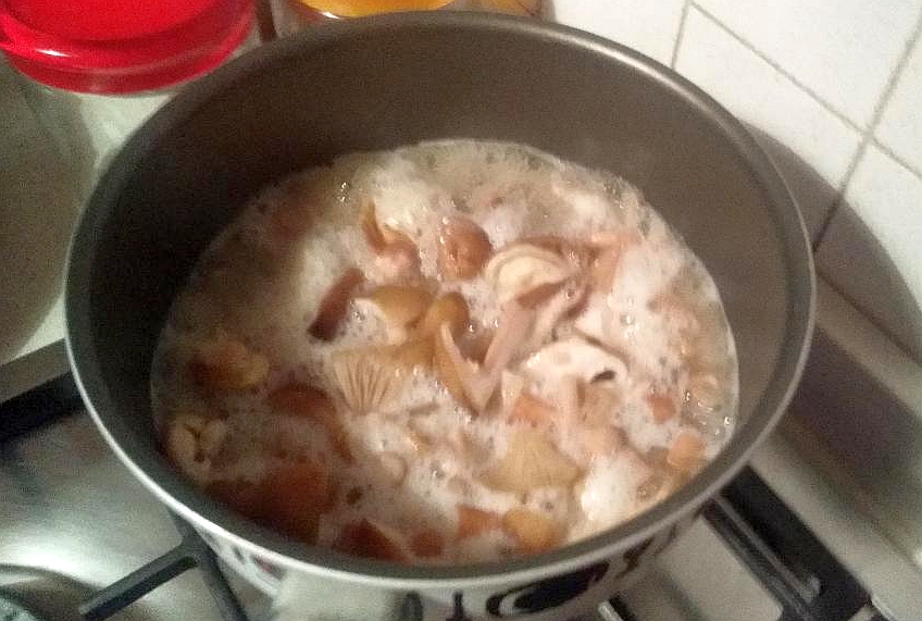 Honey Fungus (Armillaria mellea) wild specimen