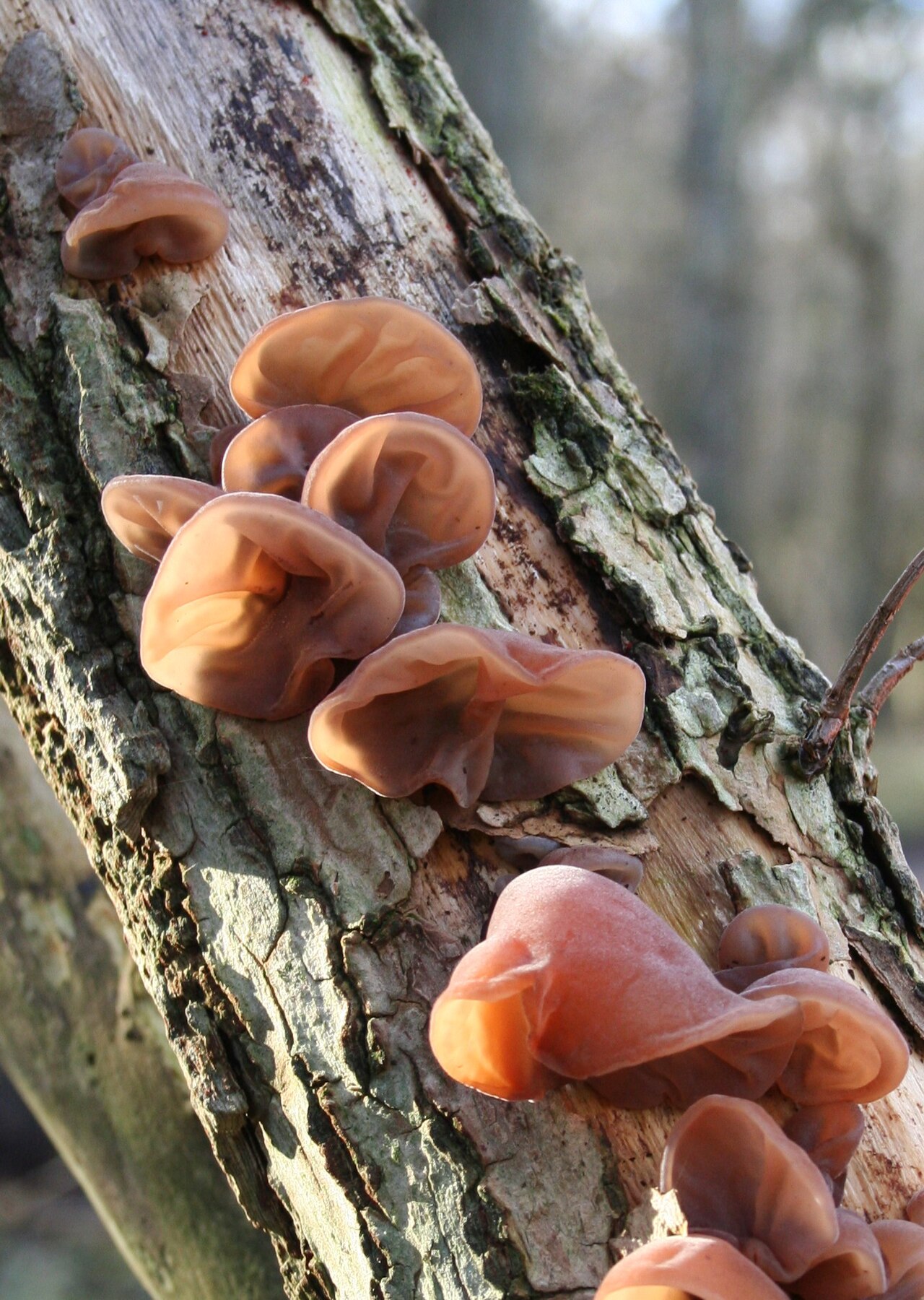Wood Ear (Auricularia auricula-judae)