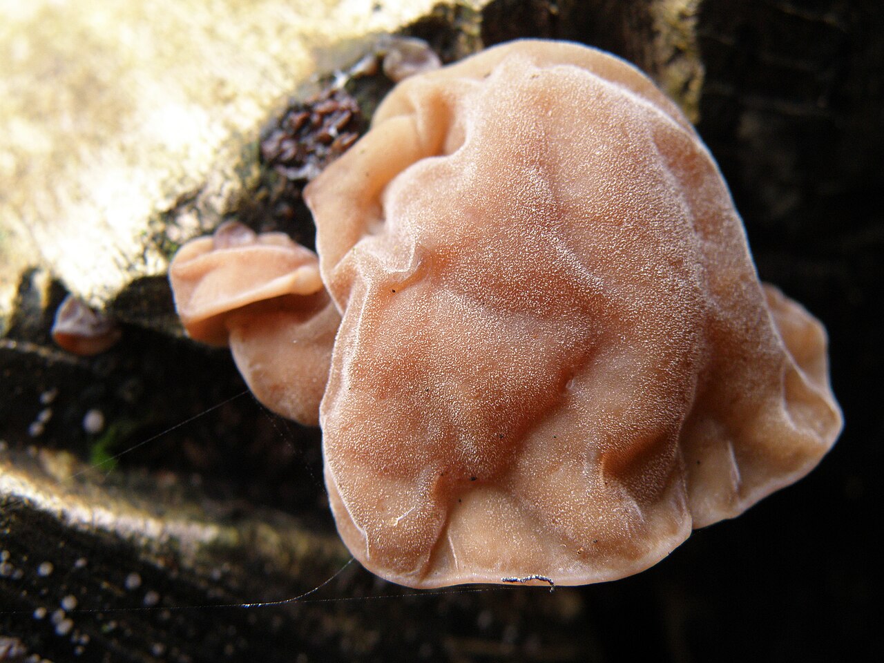 Wood Ear showing full fruiting body