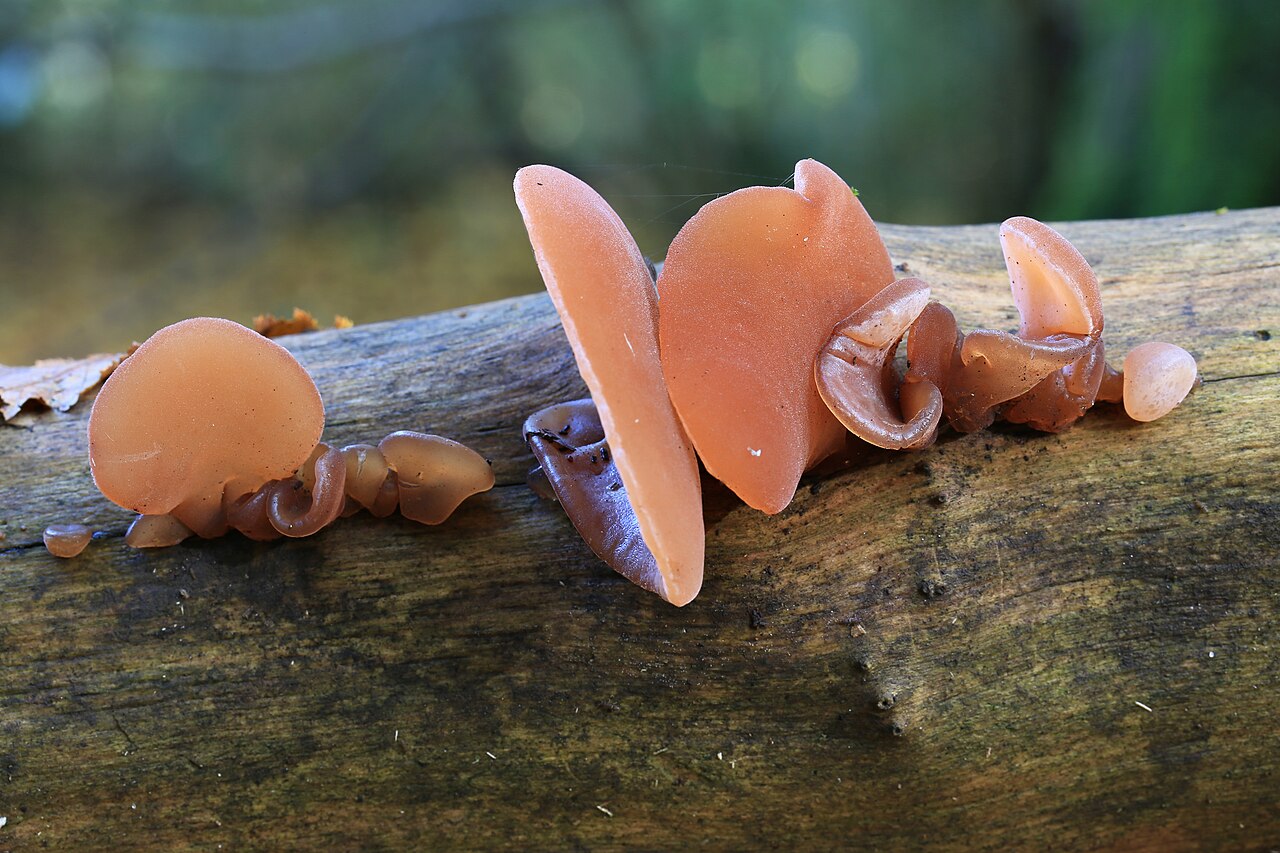 Wood Ear close-up field photograph