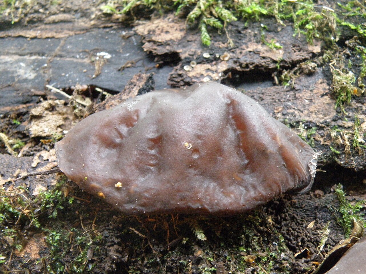 Mature Wood Ear specimen in the wild