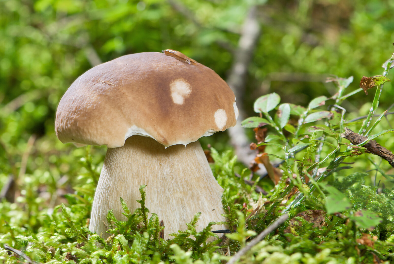 Young porcini mushroom with rounded brown cap emerging from leaf litter