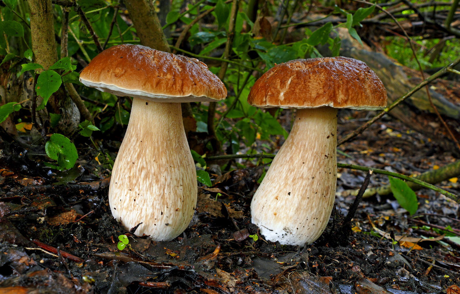 Porcini mushroom showing white pore surface underneath the cap