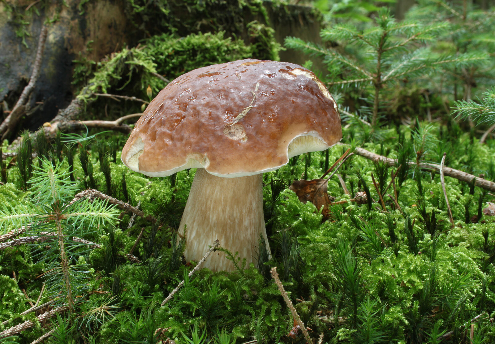 Mature Boletus edulis specimen showing classic brown cap and thick white stem with reticulation