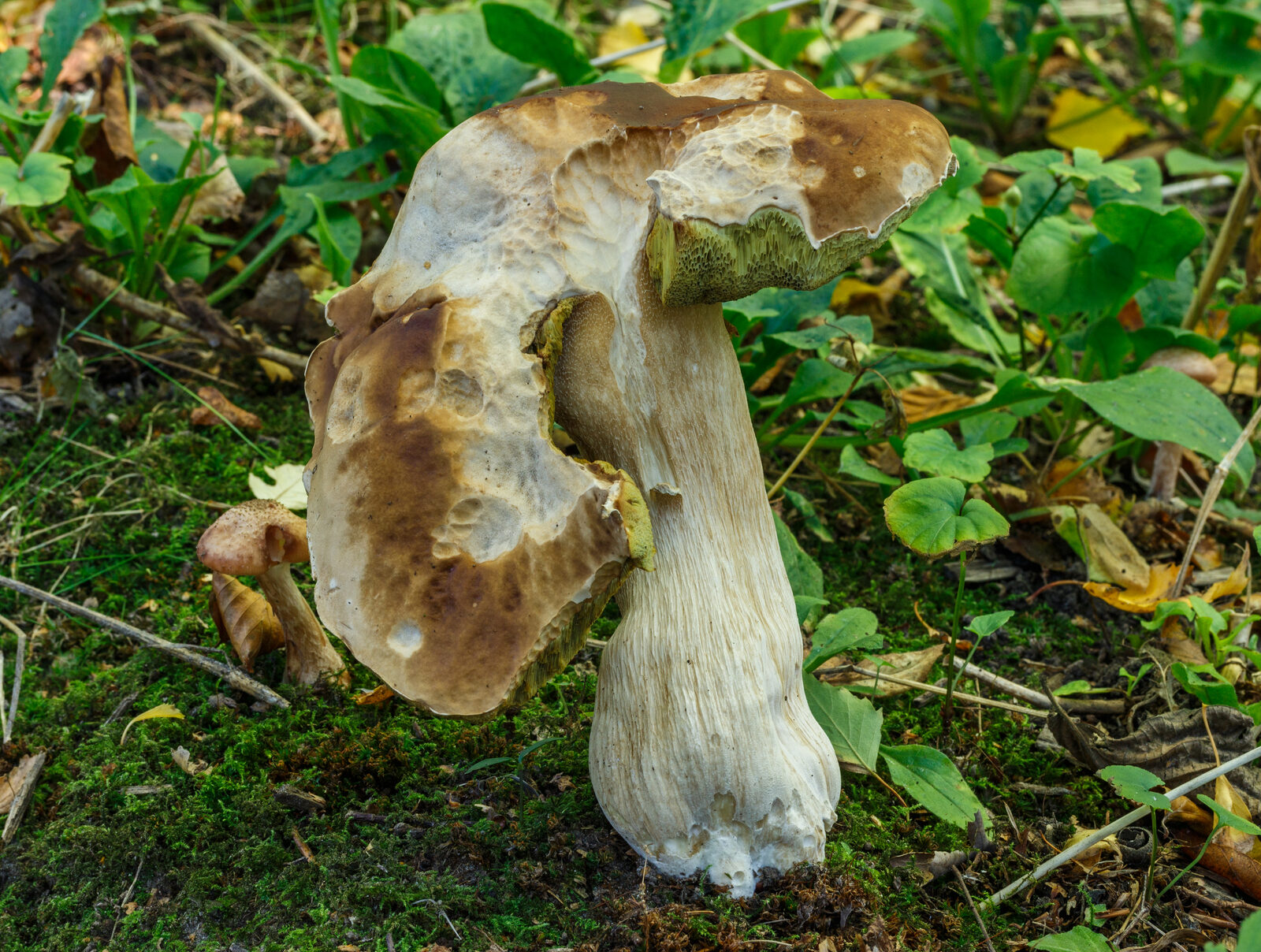 Porcini mushroom in Dutch botanical garden showing bulbous stem base