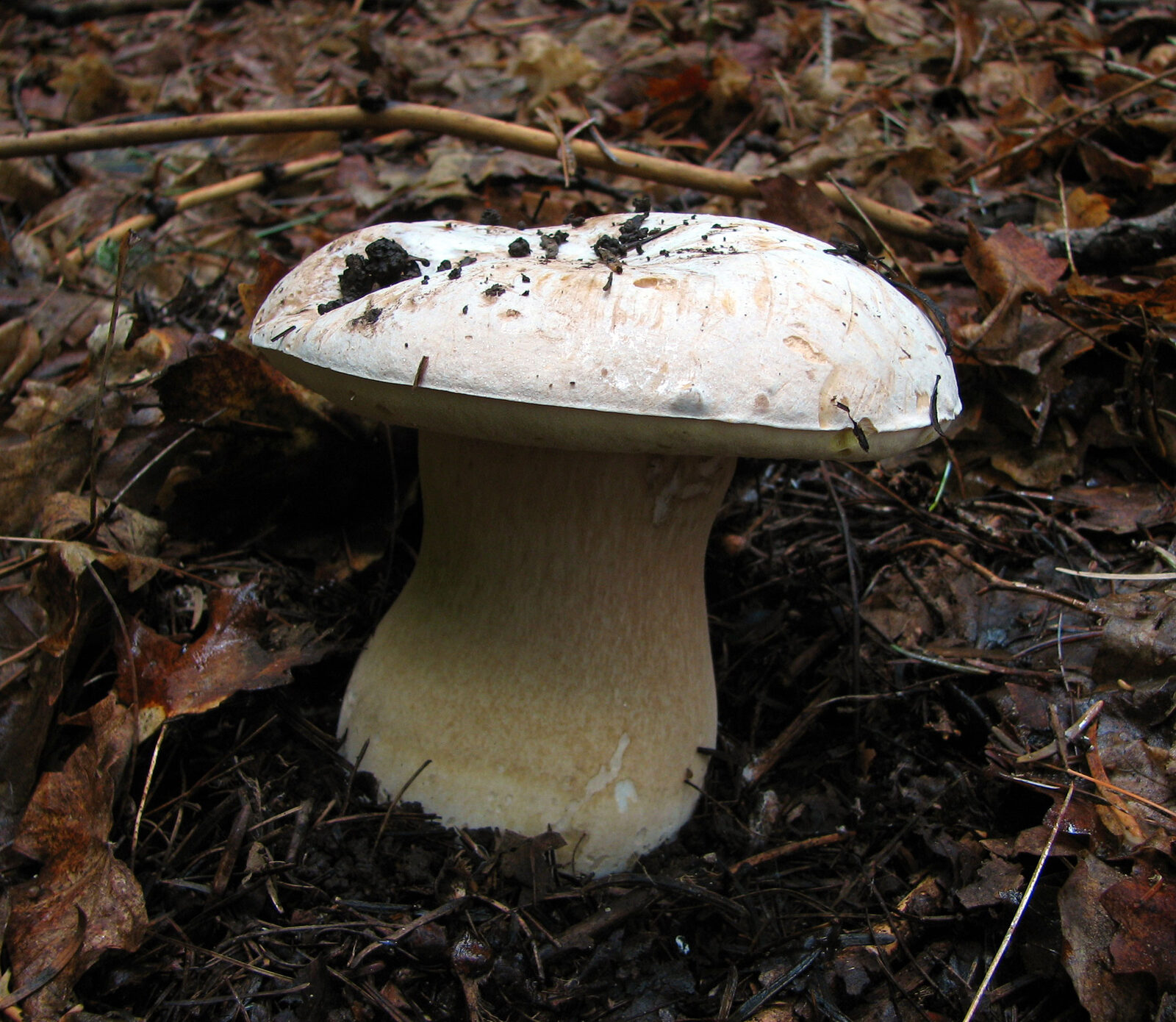 White King Bolete (Boletus barrowsii)