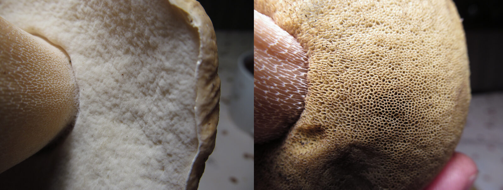Porcini gills detail