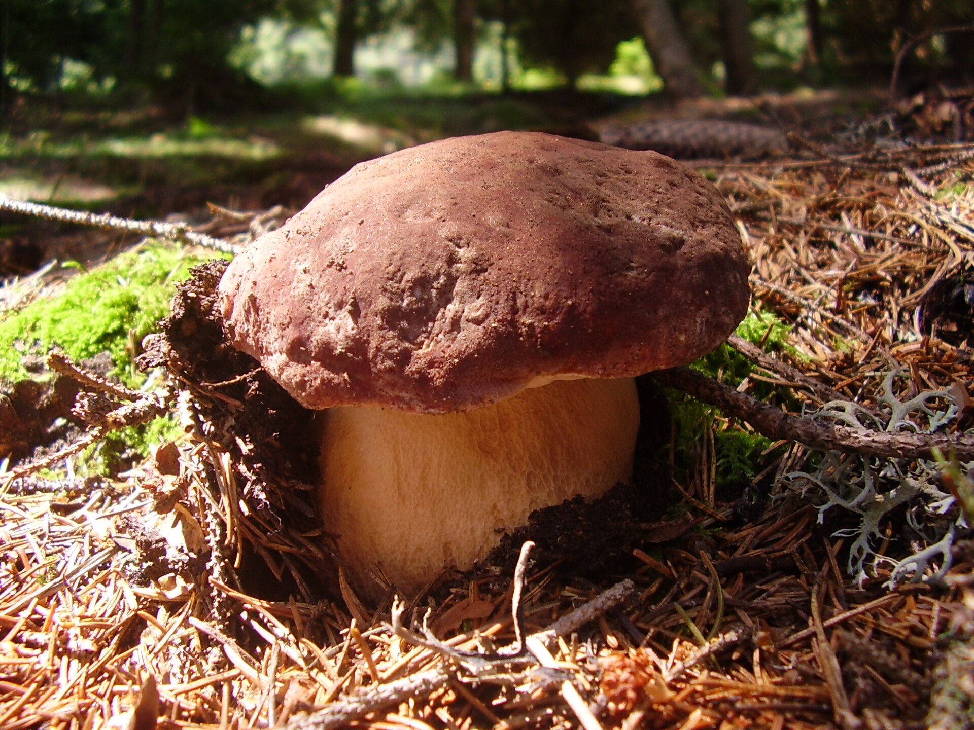 Pine Bolete (Boletus pinophilus)