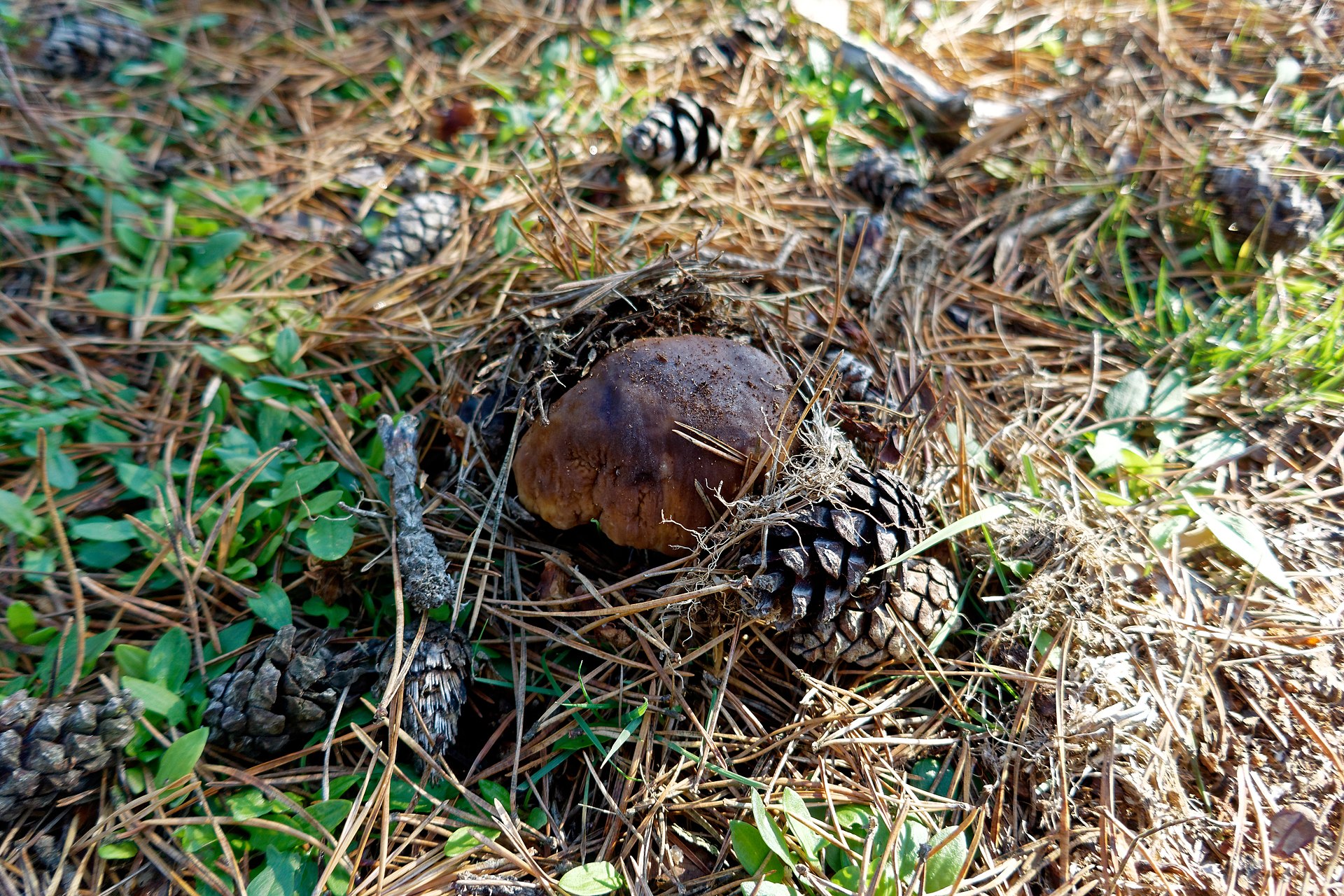 Pine Bolete (Boletus pinophilus) wild specimen