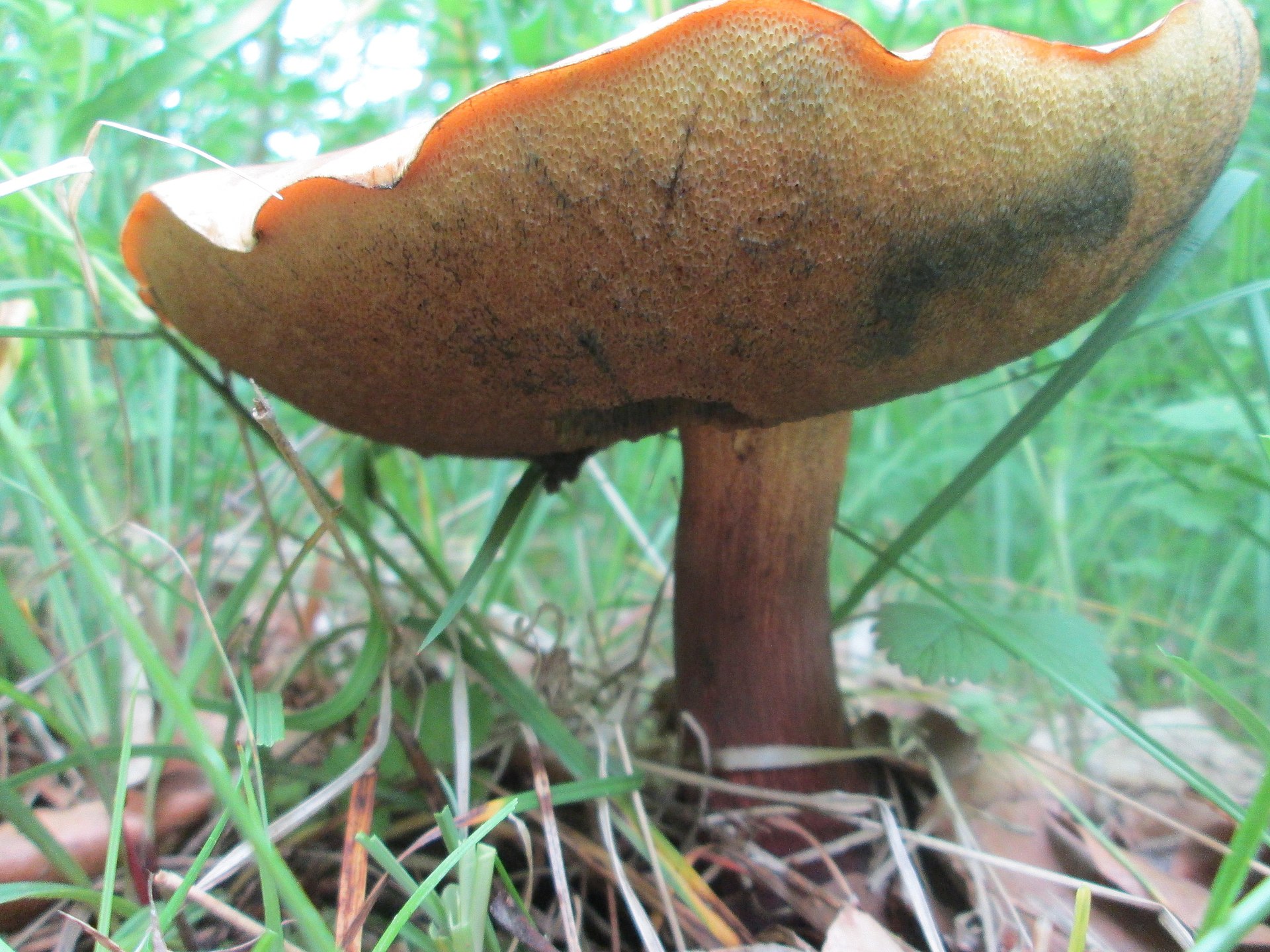 Summer Cep (Boletus reticulatus) wild specimen