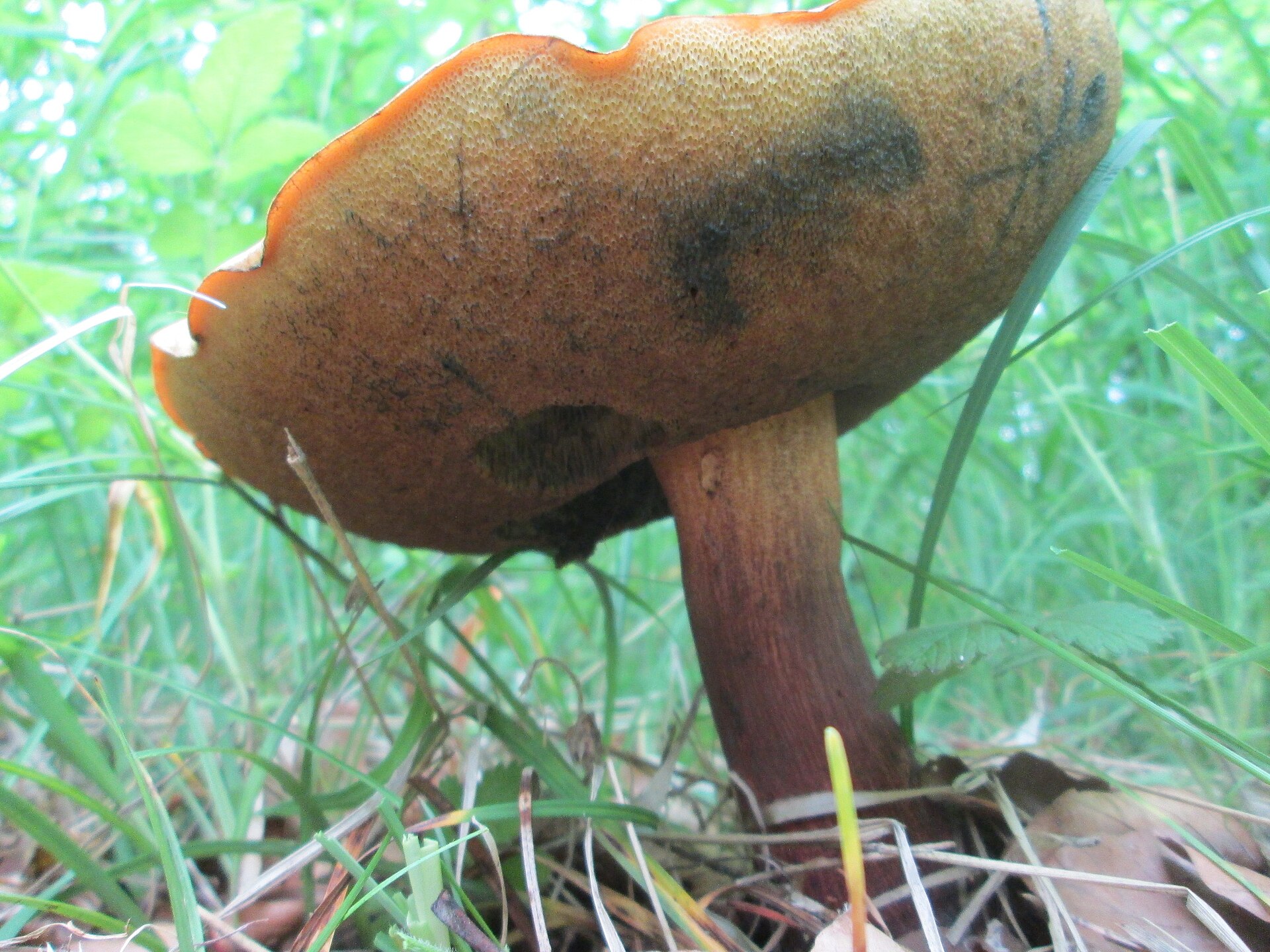 Summer Cep (Boletus reticulatus) wild specimen