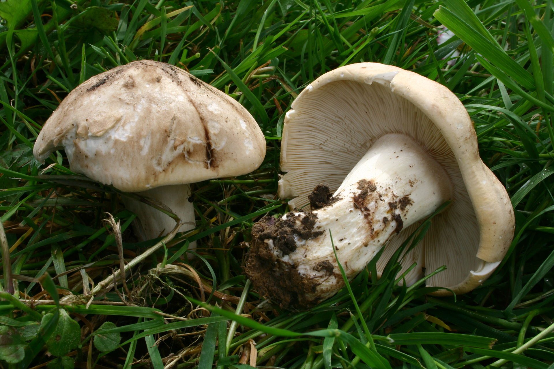 St. George's Mushroom (Calocybe gambosa)