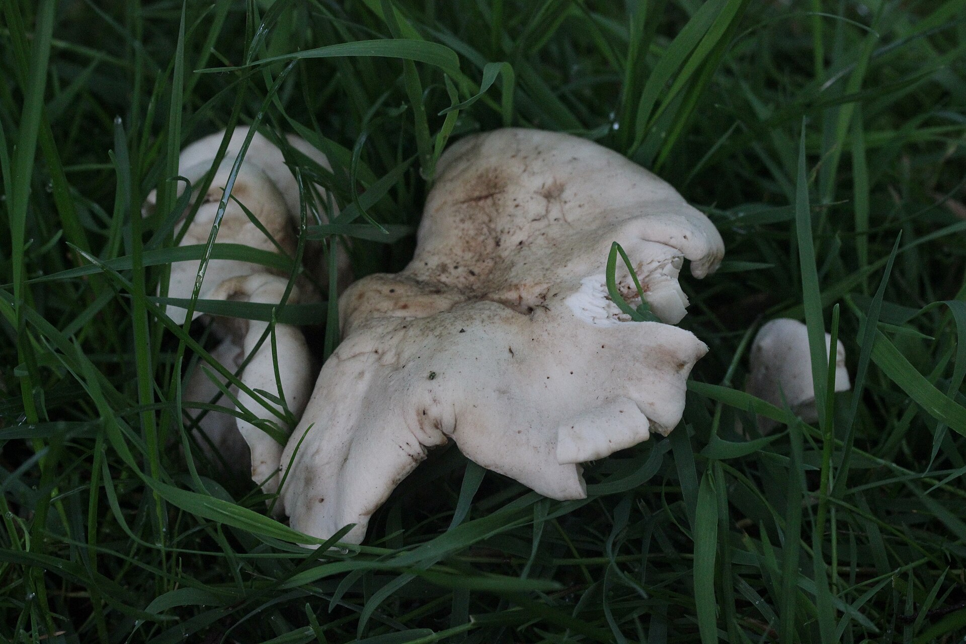 St. George's Mushroom (Calocybe gambosa) wild specimen