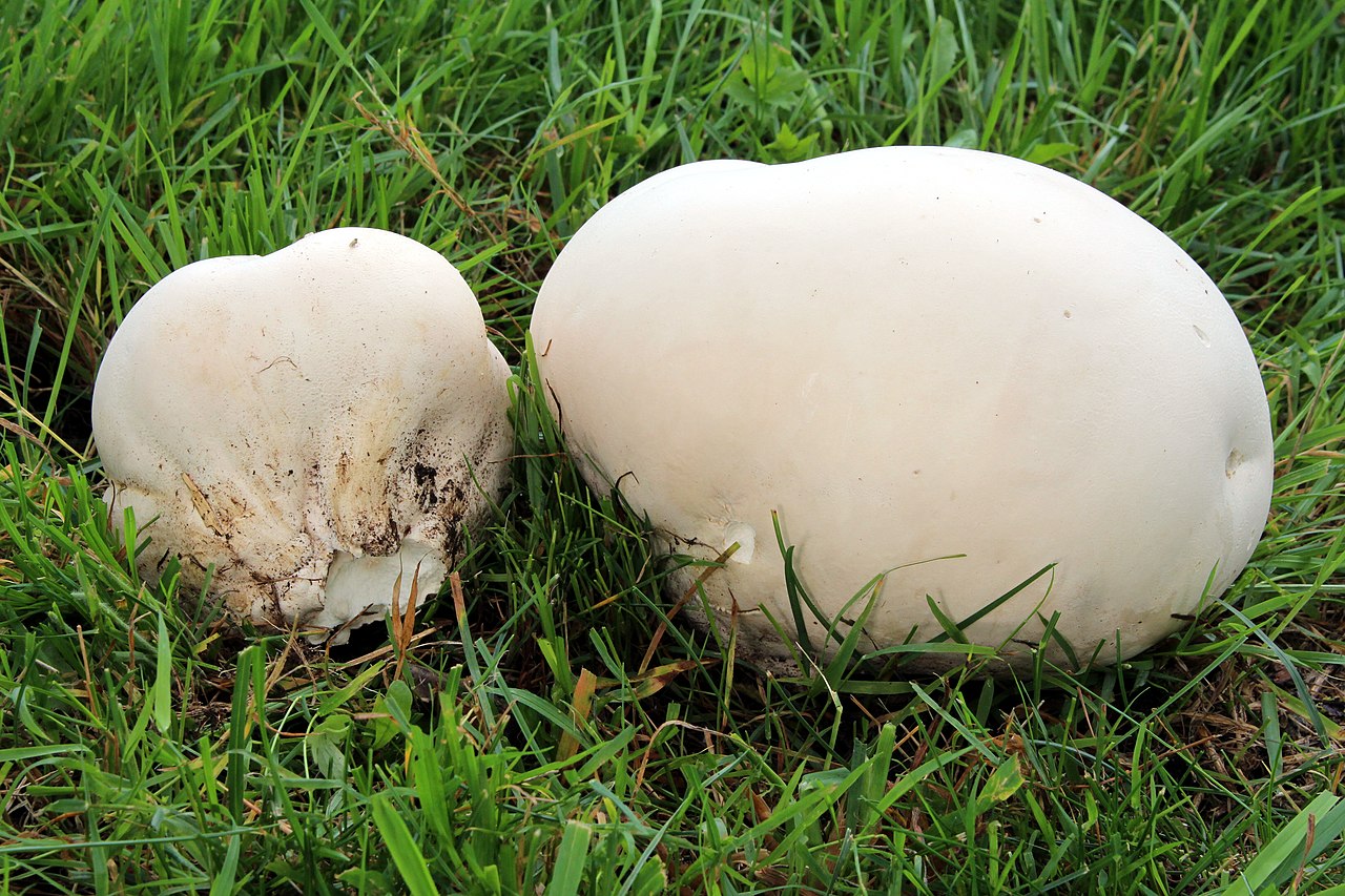 Giant Puffball (Calvatia gigantea)