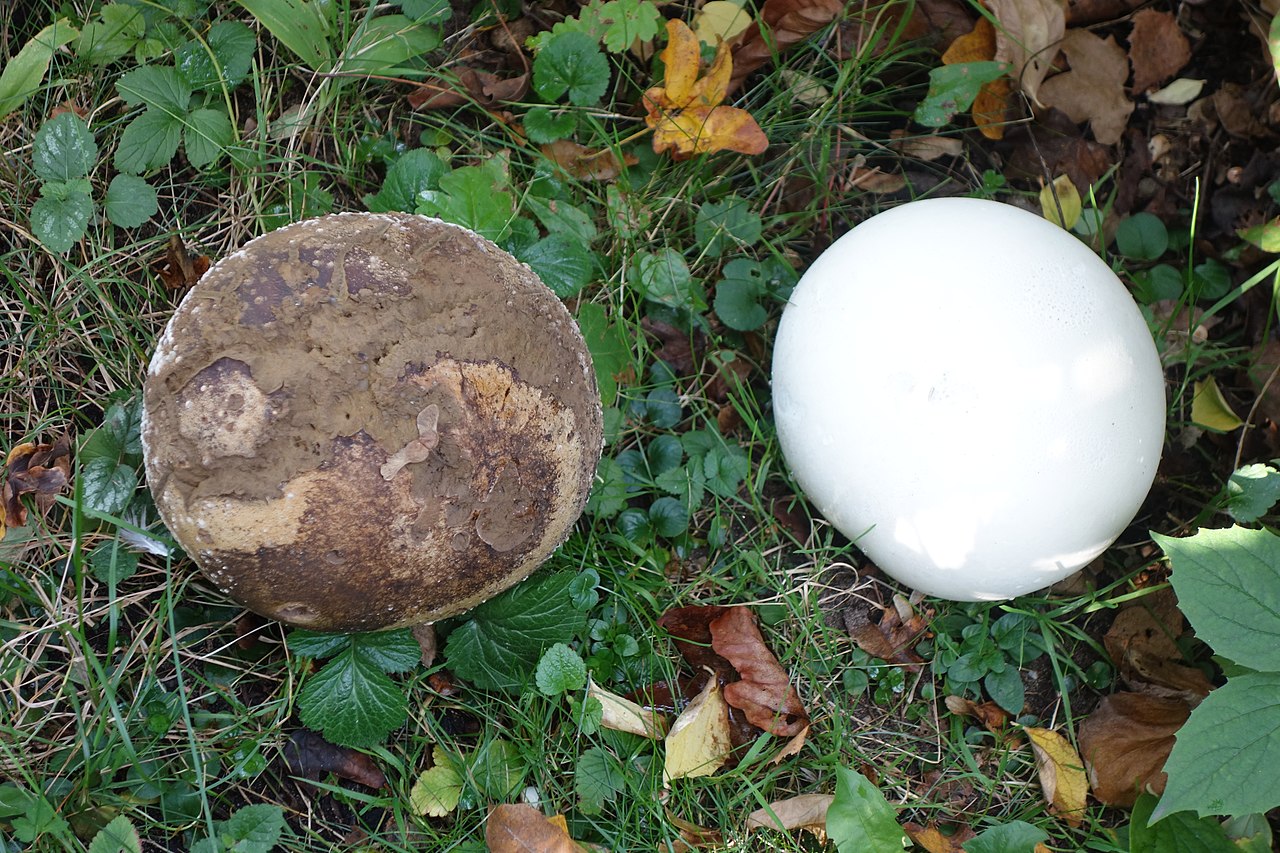 Two Giant Puffballs at different ages showing size and color progression