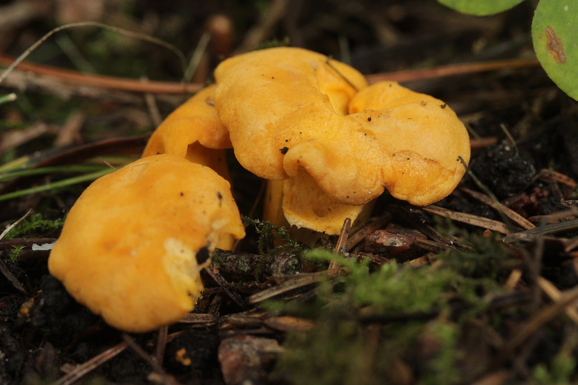 Golden Chanterelle (Cantharellus cibarius)