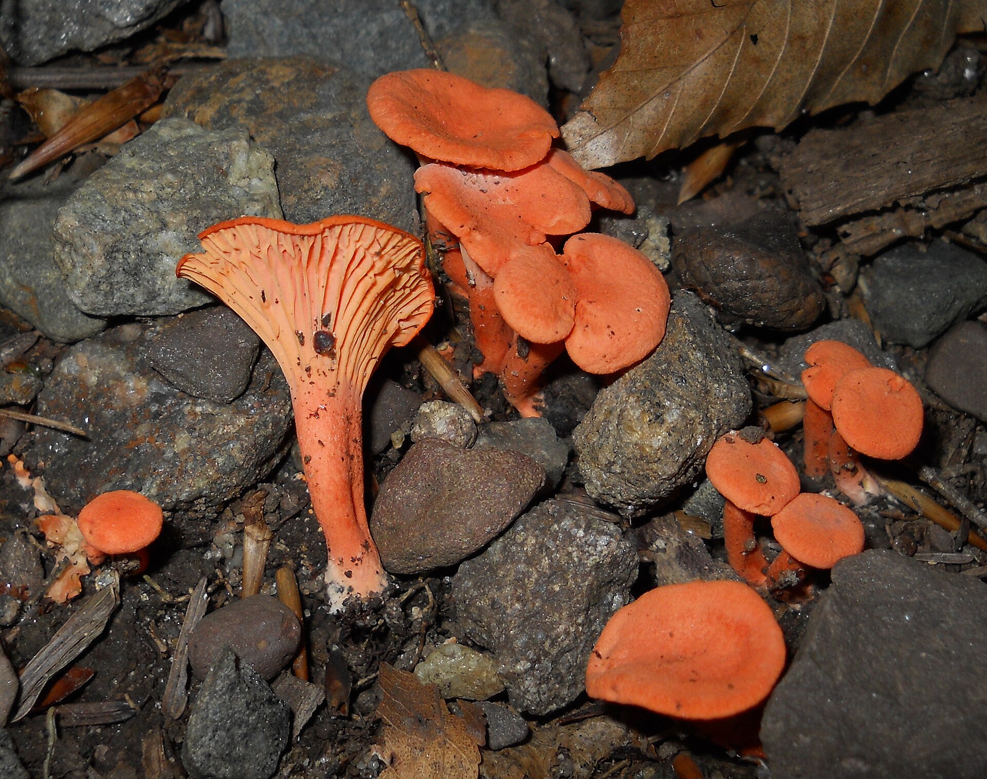 Cinnabar Chanterelle (Cantharellus cinnabarinus)