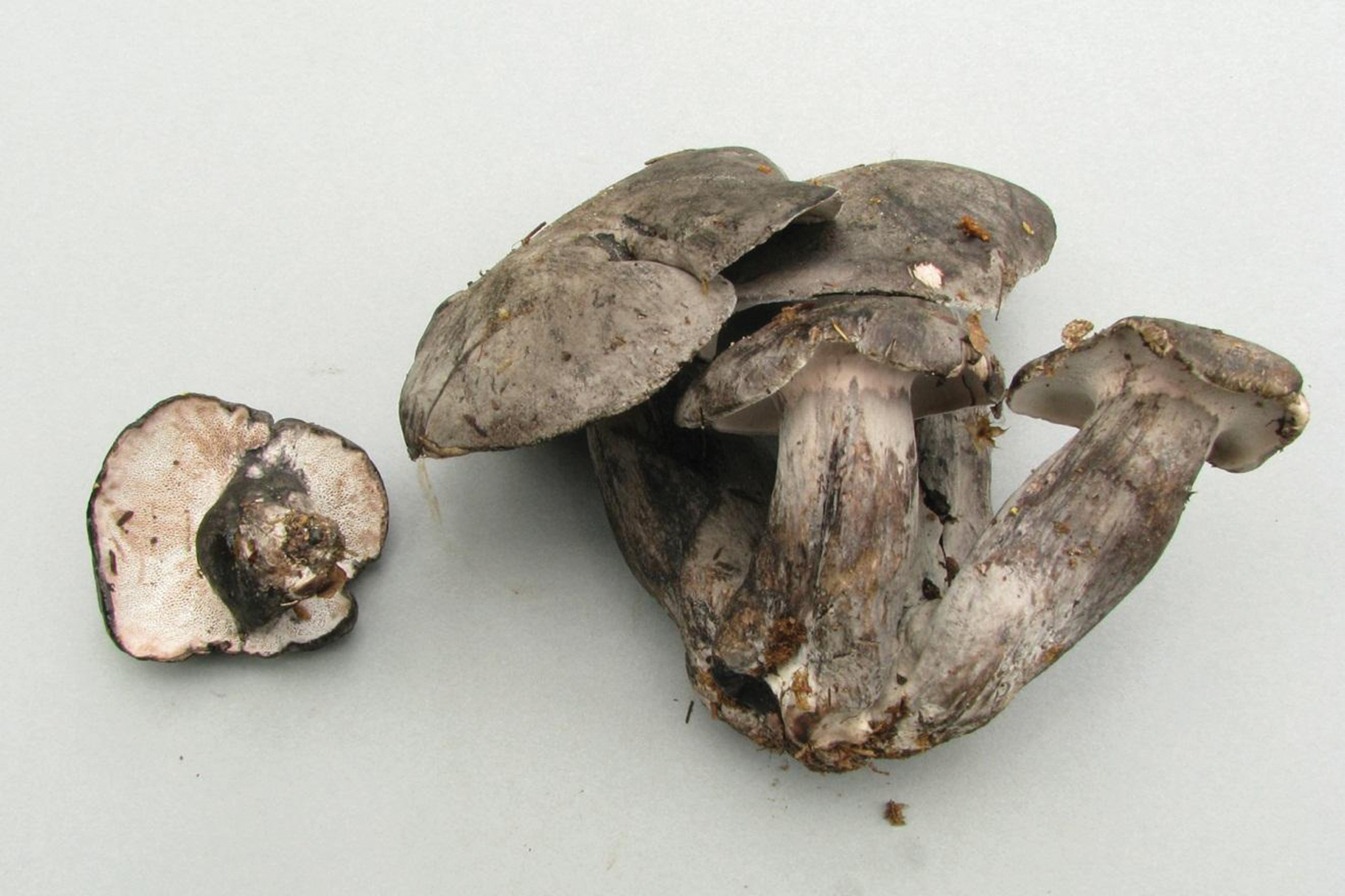 Cinnabar Chanterelle cap viewed from above showing surface texture