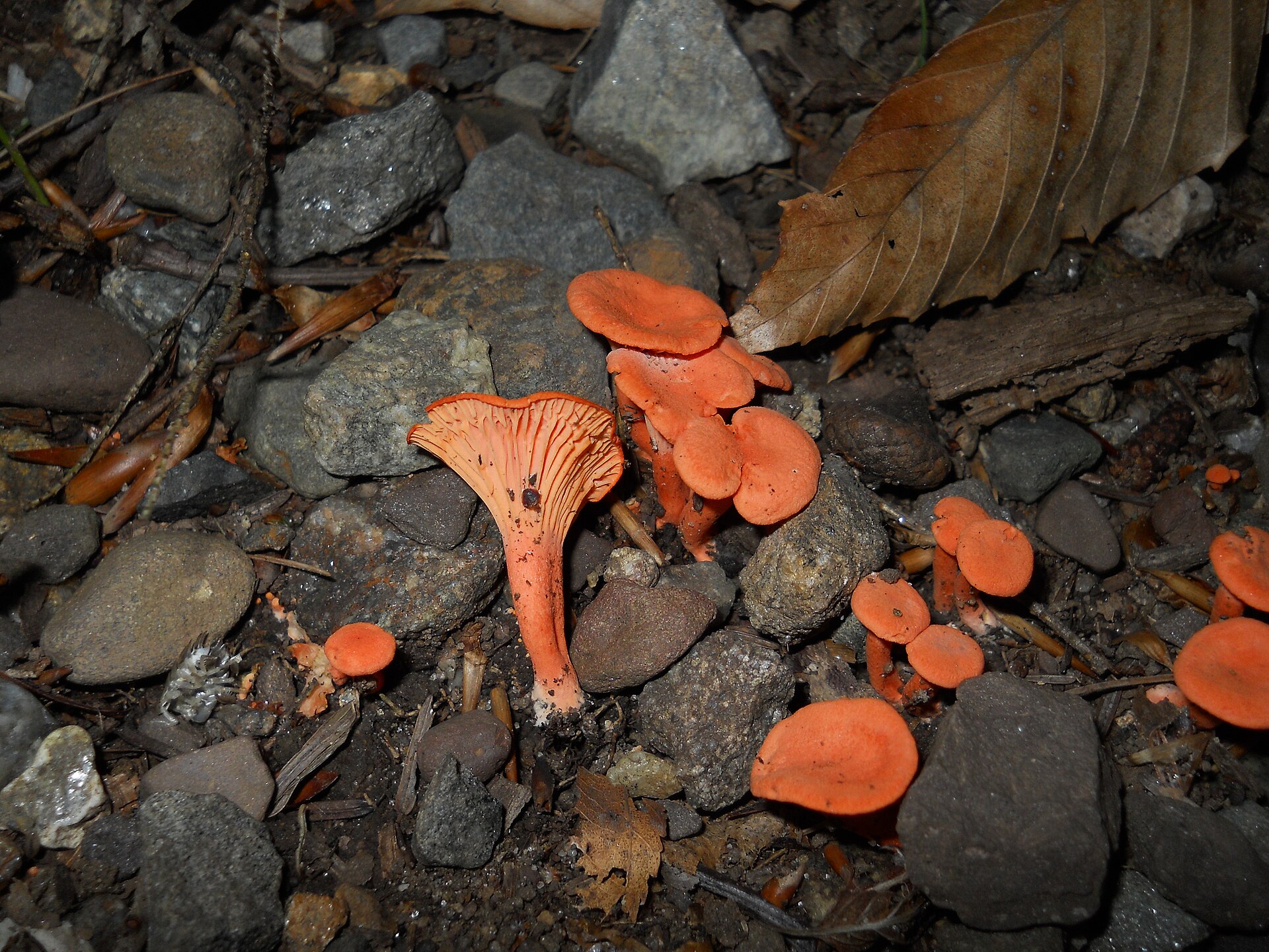 Cinnabar Chanterelle (Cantharellus cinnabarinus) wild specimen