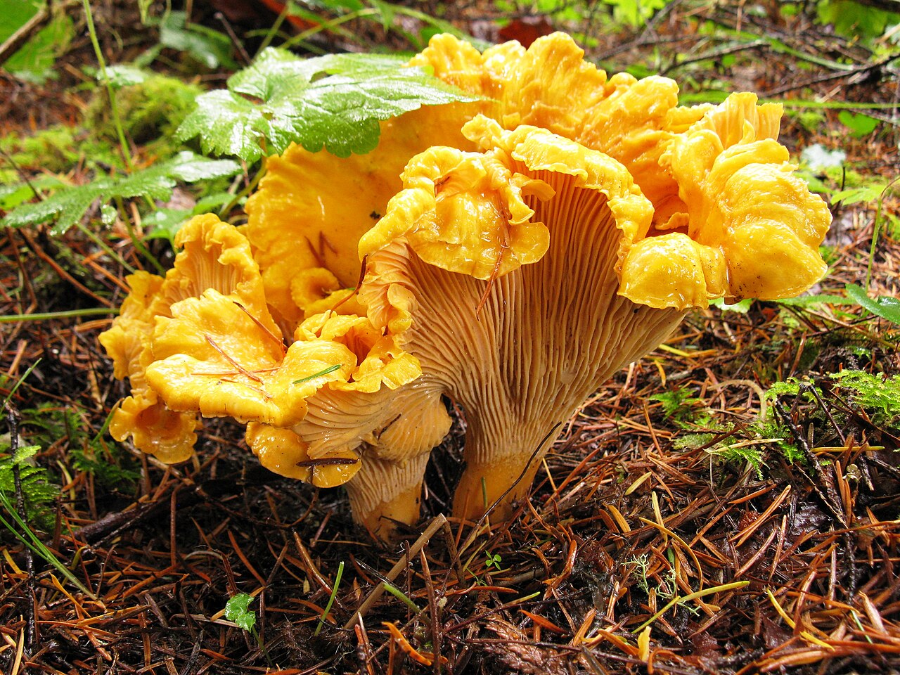 Pacific Golden Chanterelle (Cantharellus formosus)