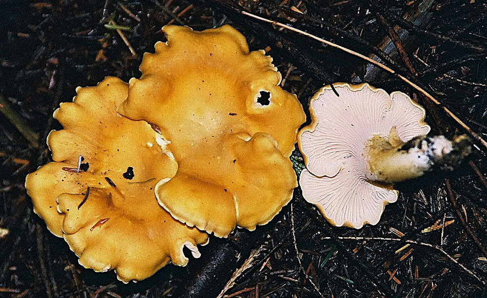 Young Pacific Golden Chanterelle with convex cap before funnel shape develops