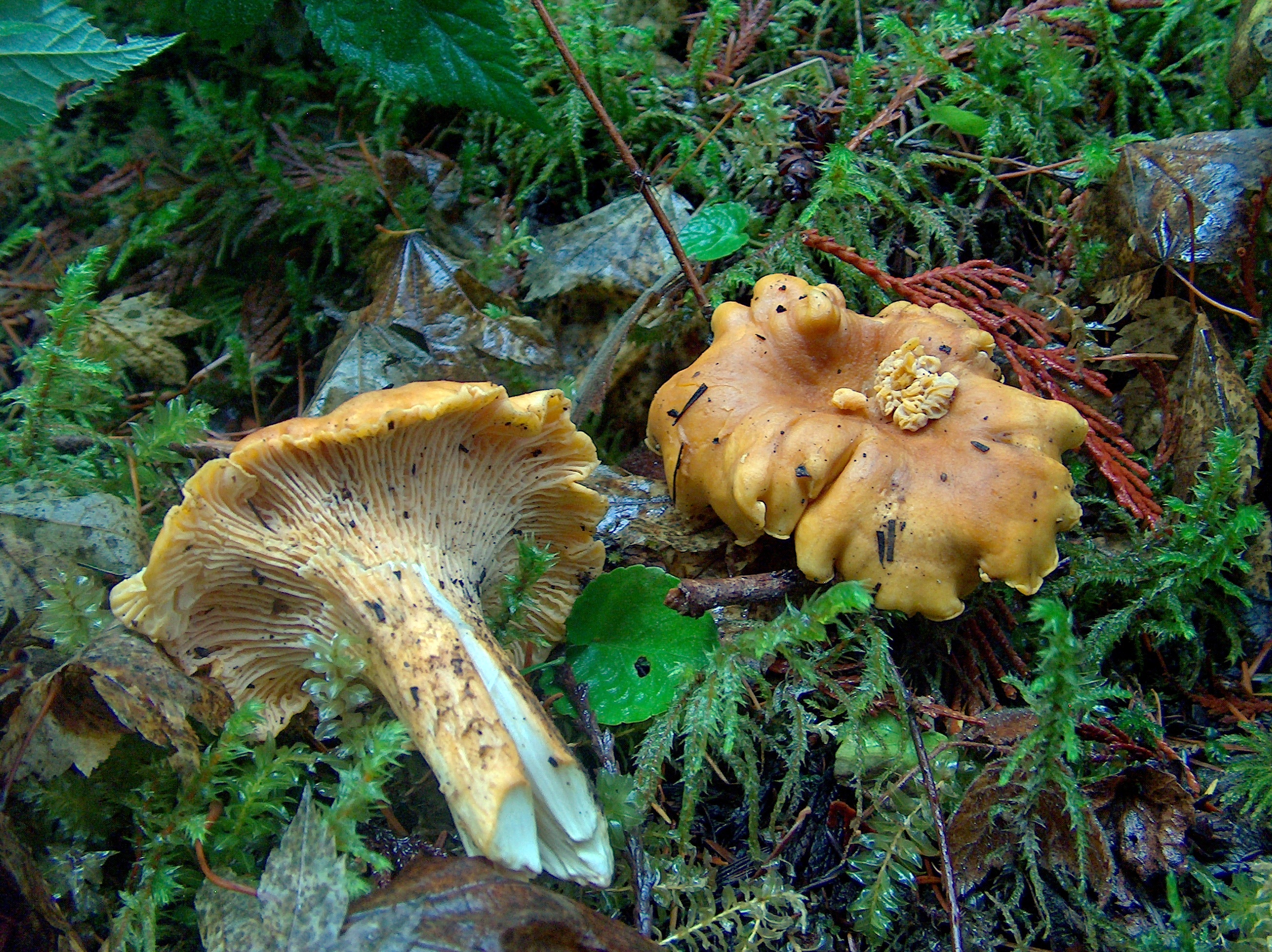 Close-up of Cantharellus formosus showing false gills (forking ridges) on underside