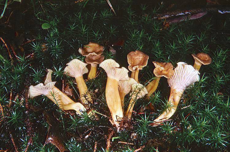 Yellowfoot Chanterelle (Cantharellus tubaeformis) in the wild