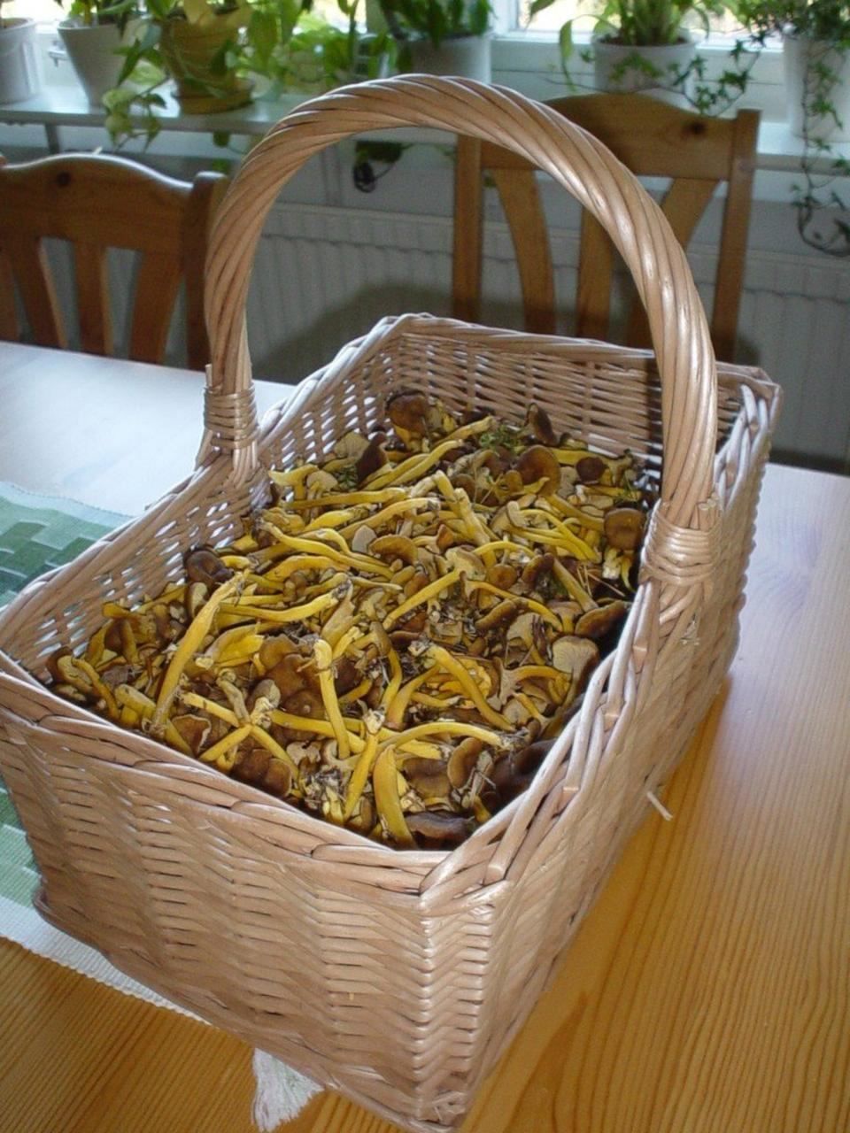 Yellowfoot Chanterelle close-up field photograph