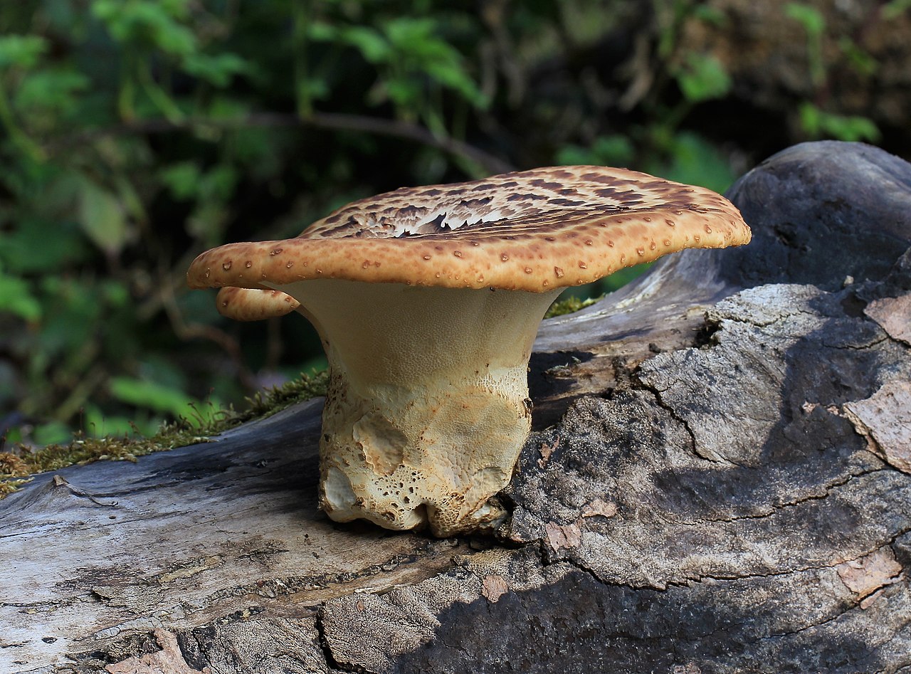 Dryad's Saddle (Cerioporus squamosus)