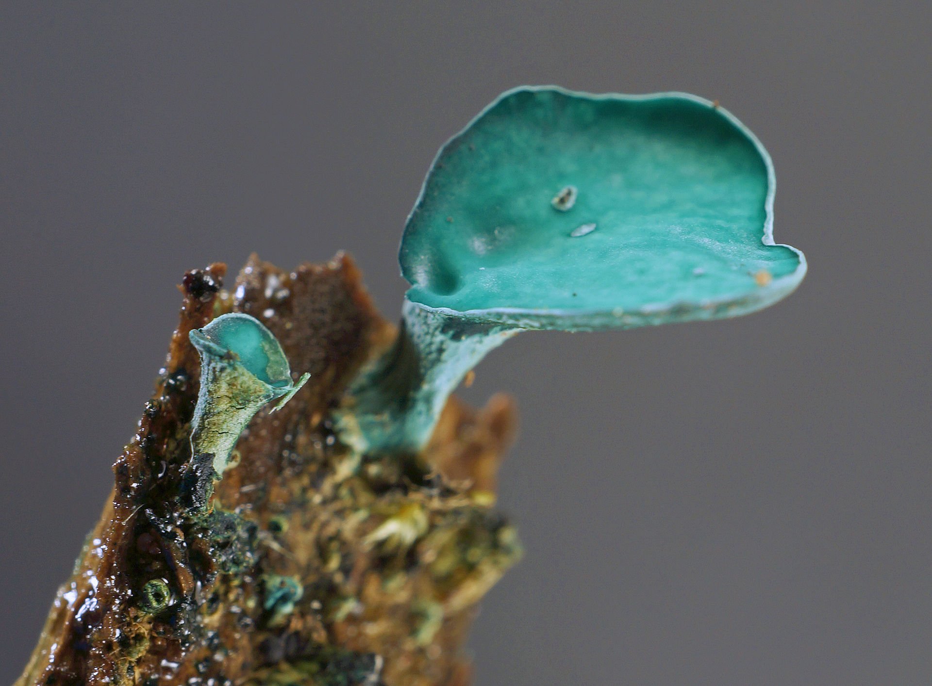 Green Elfcup (Chlorociboria aeruginascens)