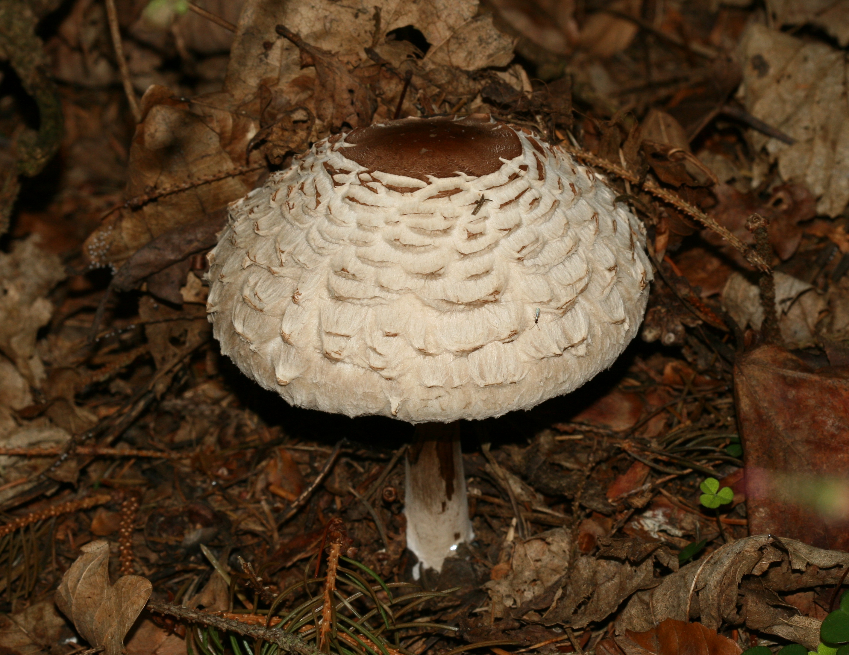 Shaggy Parasol mushroom growing in grass at Church Wood in East Lothian, Scotland