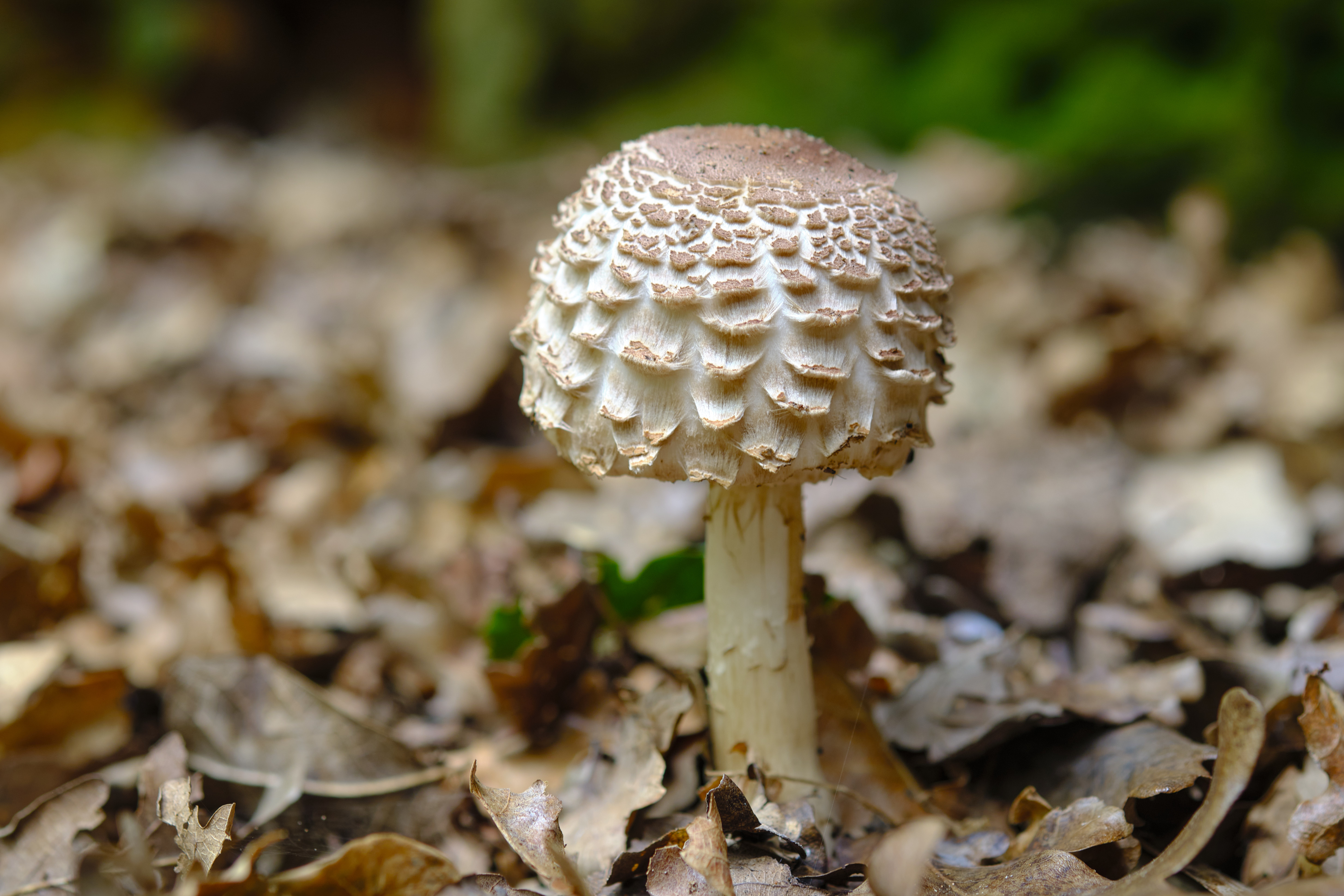 Close-up of Shaggy Parasol showing distinctive brown shaggy scales on cap surface