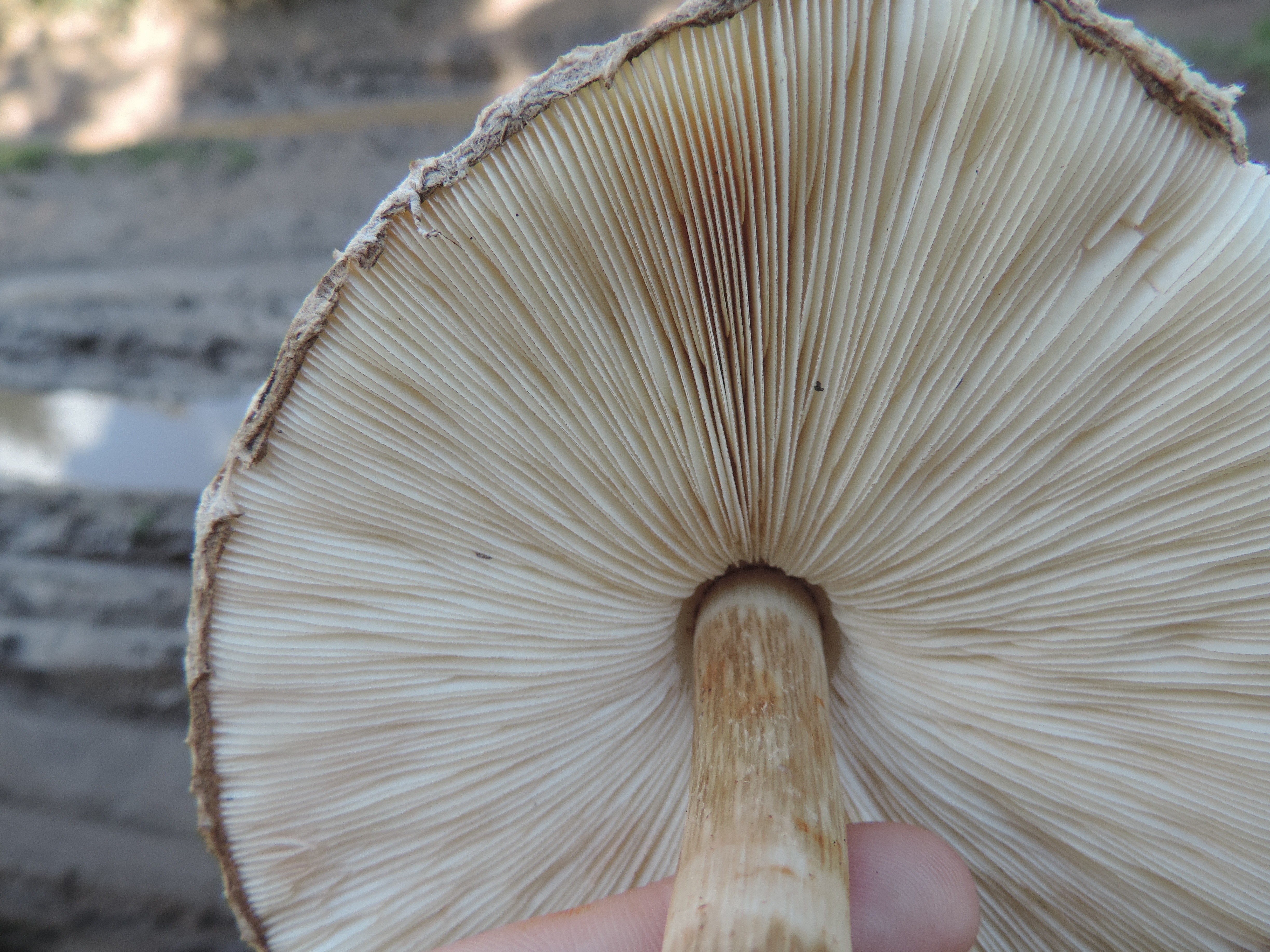 Mature Shaggy Parasol mushroom showing full parasol shape with upturned brown scales