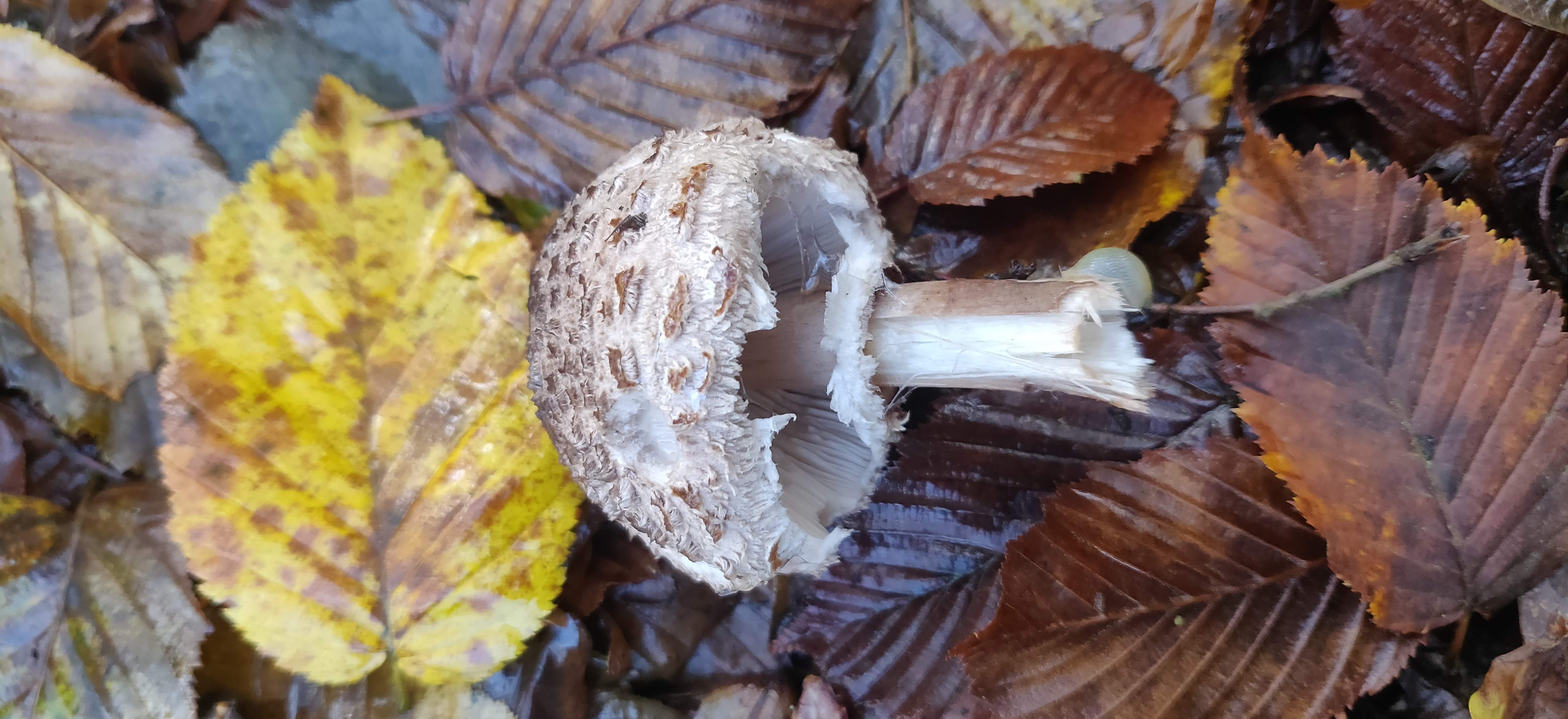Shaggy Parasol mushroom in autumn leaf litter showing shaggy cap texture and pale stem