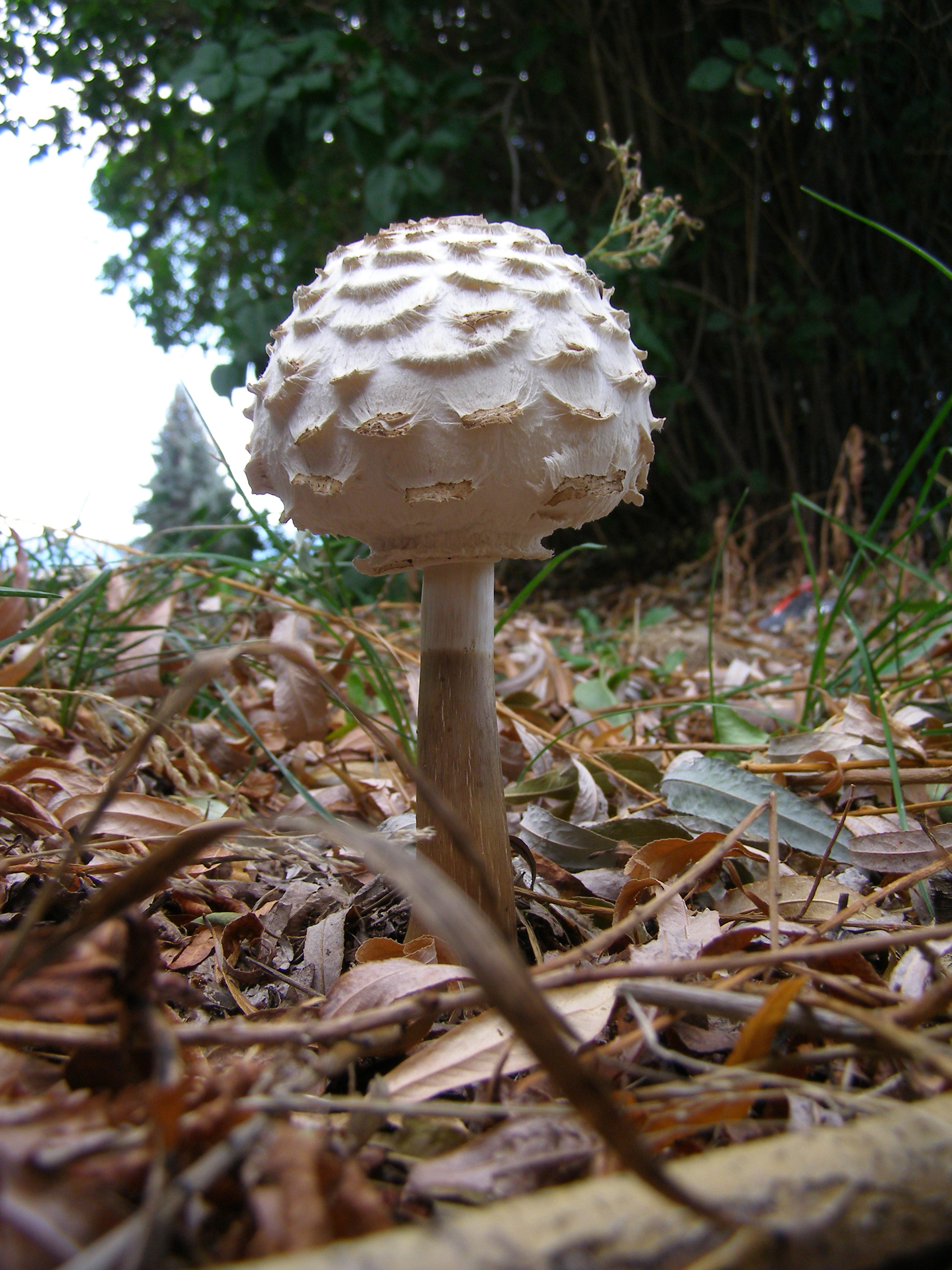 Shaggy Parasol gills detail