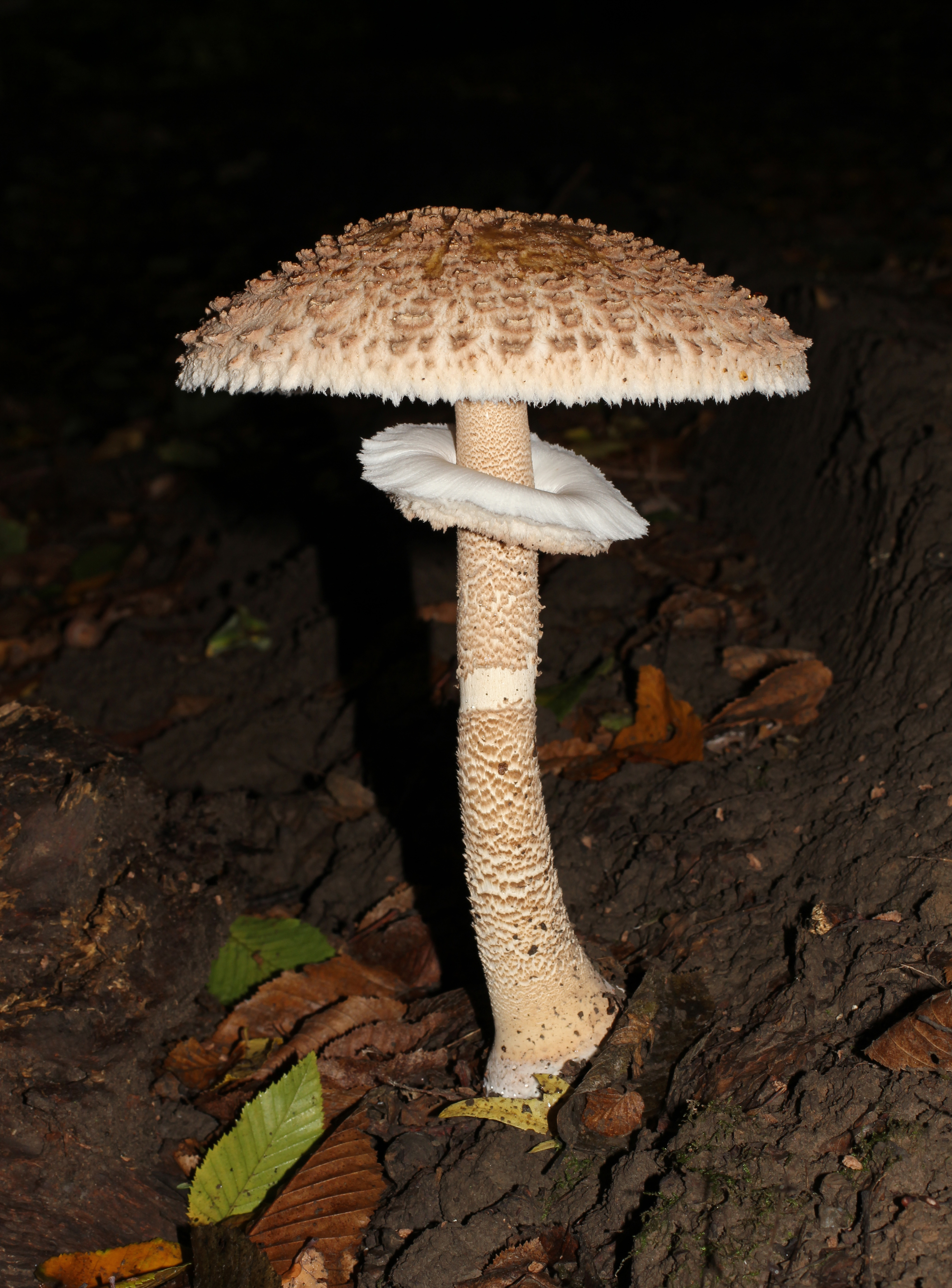 Parasol Mushroom (Macrolepiota procera)