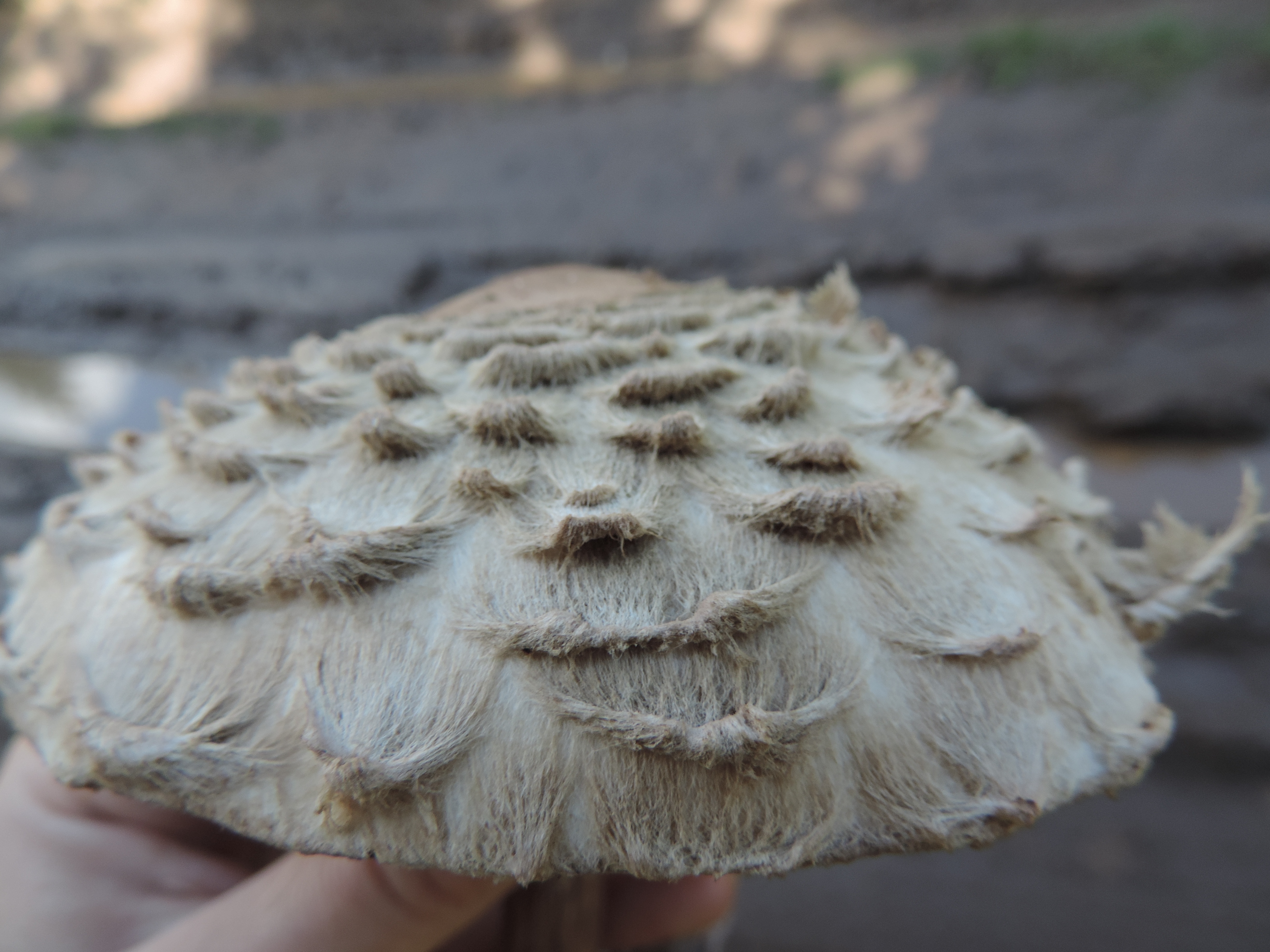 Shaggy Parasol stem and base detail